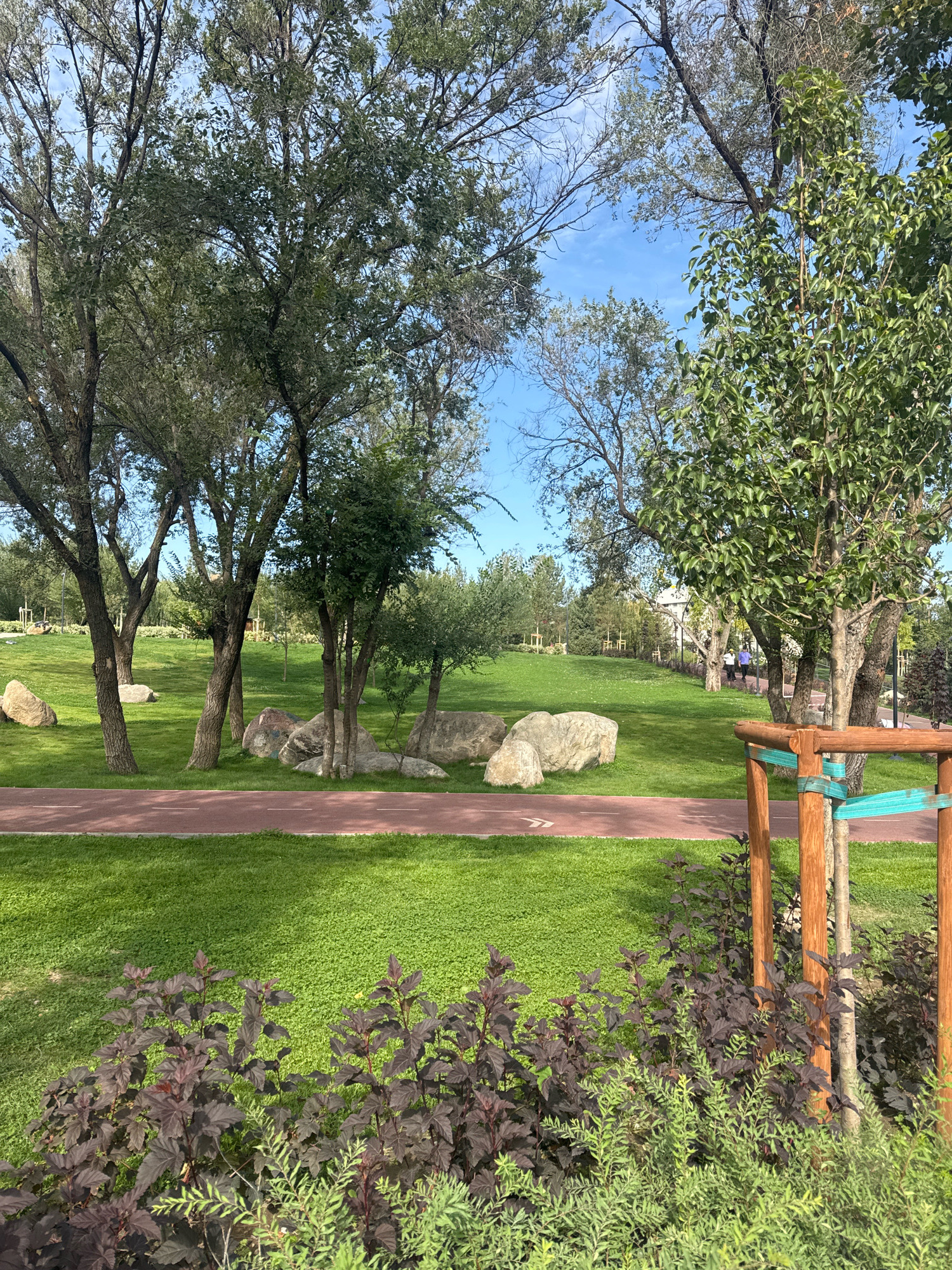 This image depicts a pathway and grassy area within a park in Almaty, Kazakhstan. The pathway, a reddish-brown color with a white line, curves through a well-maintained lawn dotted with several large, light-colored boulders. Mature trees with green foliage are scattered throughout the park, casting shadows on the grass. In the foreground, a cluster of dark purple leafy plants borders the lower edge of the frame, with a wooden stake supporting a young tree also visible. In the middle ground, a few individuals can be seen walking on a paved path in the distance, and some park amenities, such as lampposts, are visible. The sky is blue with scattered clouds.
