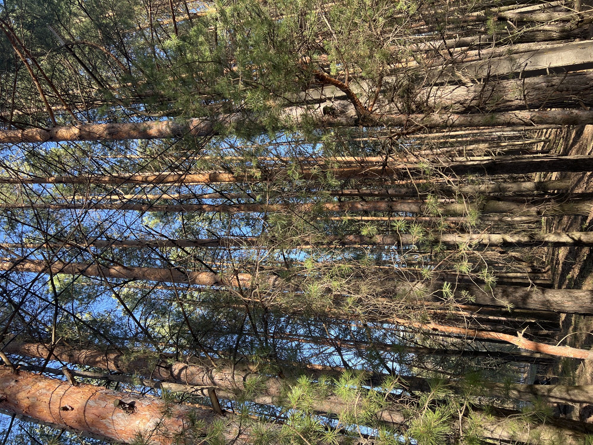 The image shows a view looking upwards through a dense pine forest. The trunks of the pine trees are visible, extending vertically toward a blue sky that is visible through the branches. Some trees have green needles while other branches are bare. The scene is bathed in sunlight, creating shadows on the tree trunks.
While the image suggests a forest-like environment, it is not possible to confirm the specific location in Chaikovsky, Russia from the image content alone.