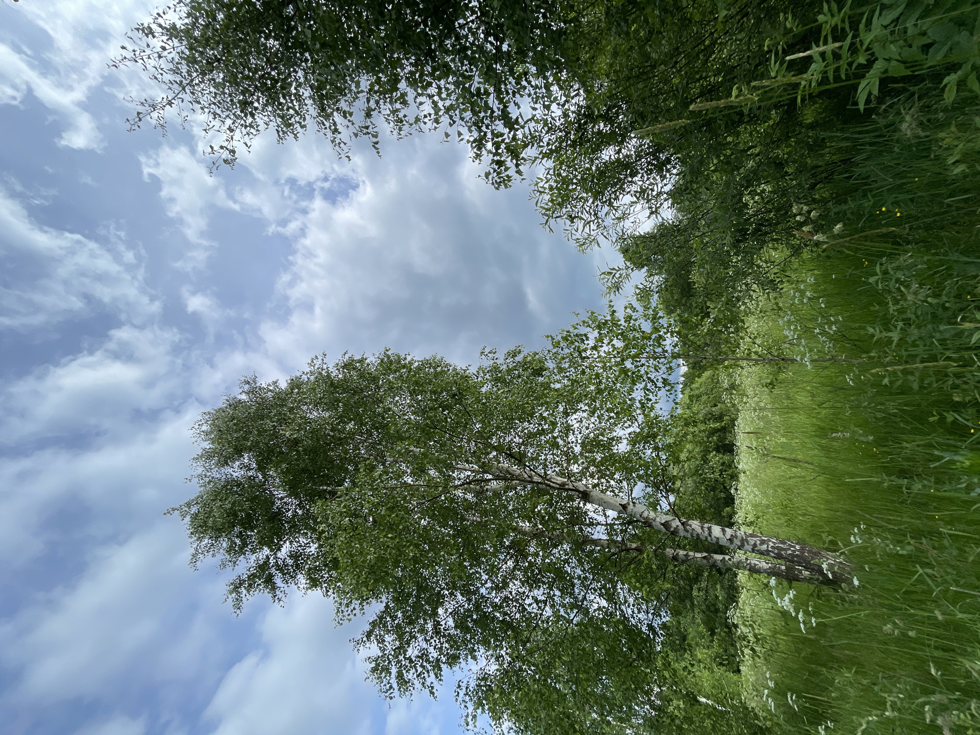 The image depicts a lush, green meadow with tall grass and wildflowers under a cloudy sky. Several trees, including a prominent birch tree with its characteristic white bark, are visible in the foreground and mid-ground. The foliage is dense and verdant, suggesting a natural, possibly uncultivated area. The sky is a mix of blue and grey clouds, indicating a dynamic weather pattern. The overall impression is one of natural beauty and tranquility. This scene could be found in the outskirts of Zarechny, Russia, where natural landscapes blend with the urban environment.