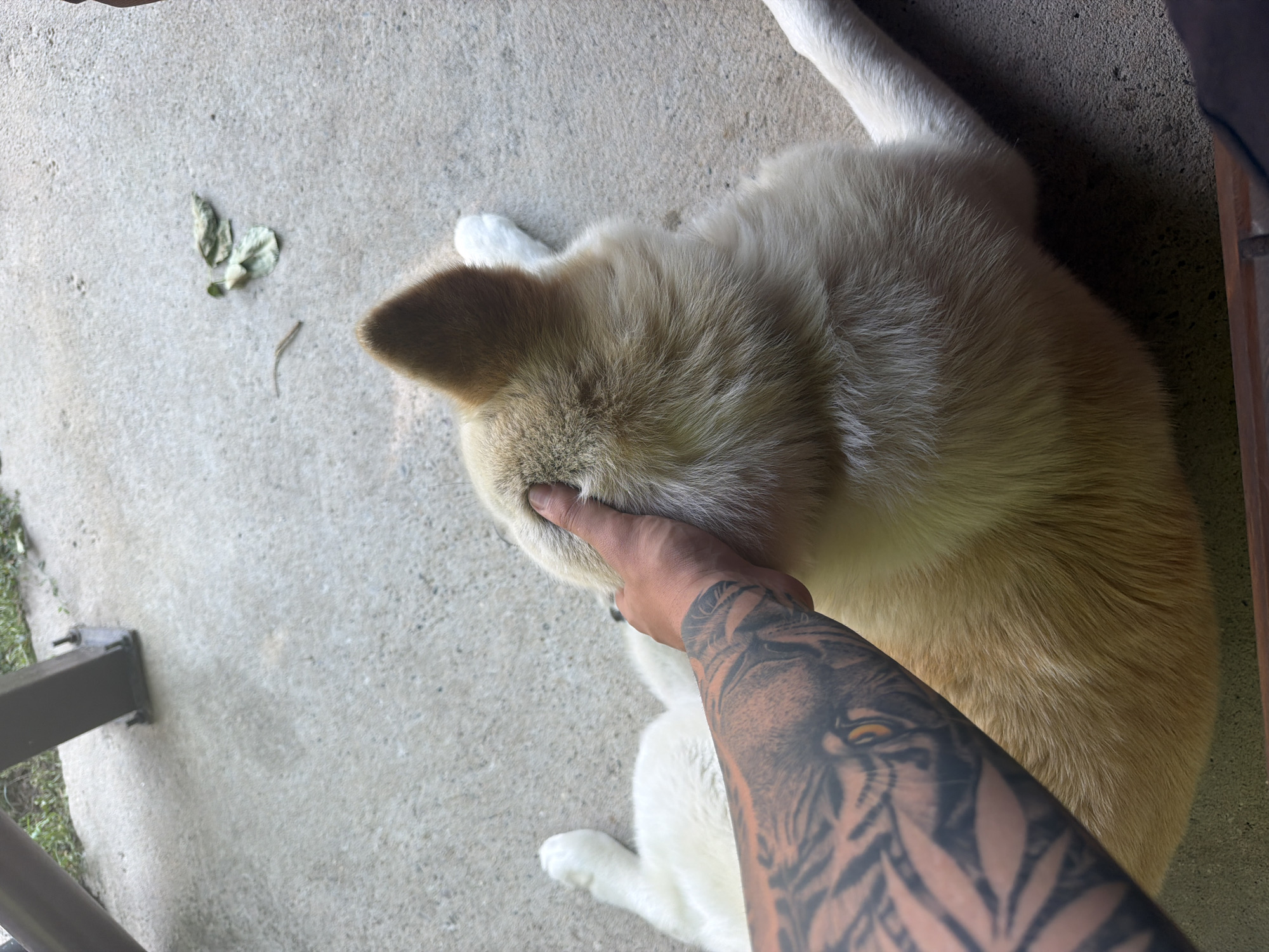 An overhead shot shows a person's tattooed arm petting a dog lying on concrete. The dog is light-colored, with white paws and a tan coat. The arm, heavily tattooed with a tiger design, is positioned on the dog's head, obscuring its face. The concrete ground appears weathered, with a few scattered leaves and a twig. In the background, a metal post with a dark leg stands on the concrete, with some greenery visible behind it. The scene takes place outdoors, likely in a yard or patio area.