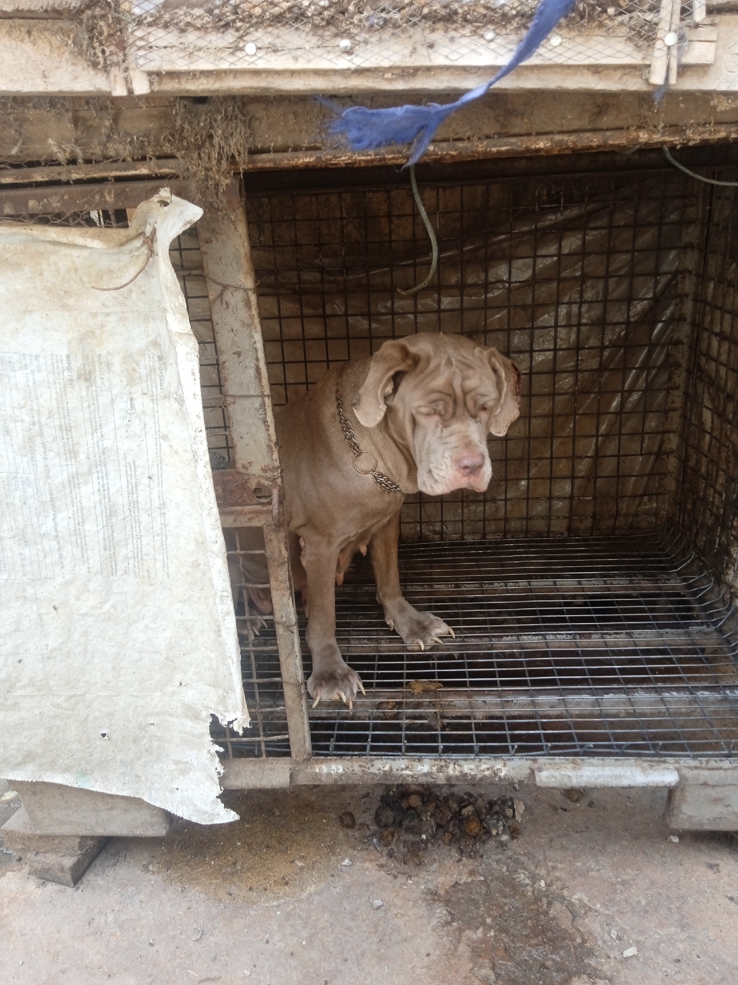 A large, tan dog stands in a rusty, metal cage with a chain collar. The cage has a wire mesh back and is partially covered by a tattered white tarp on the left side. There is a pile of excrement on the ground outside the cage. The location is Jos, Nigeria.