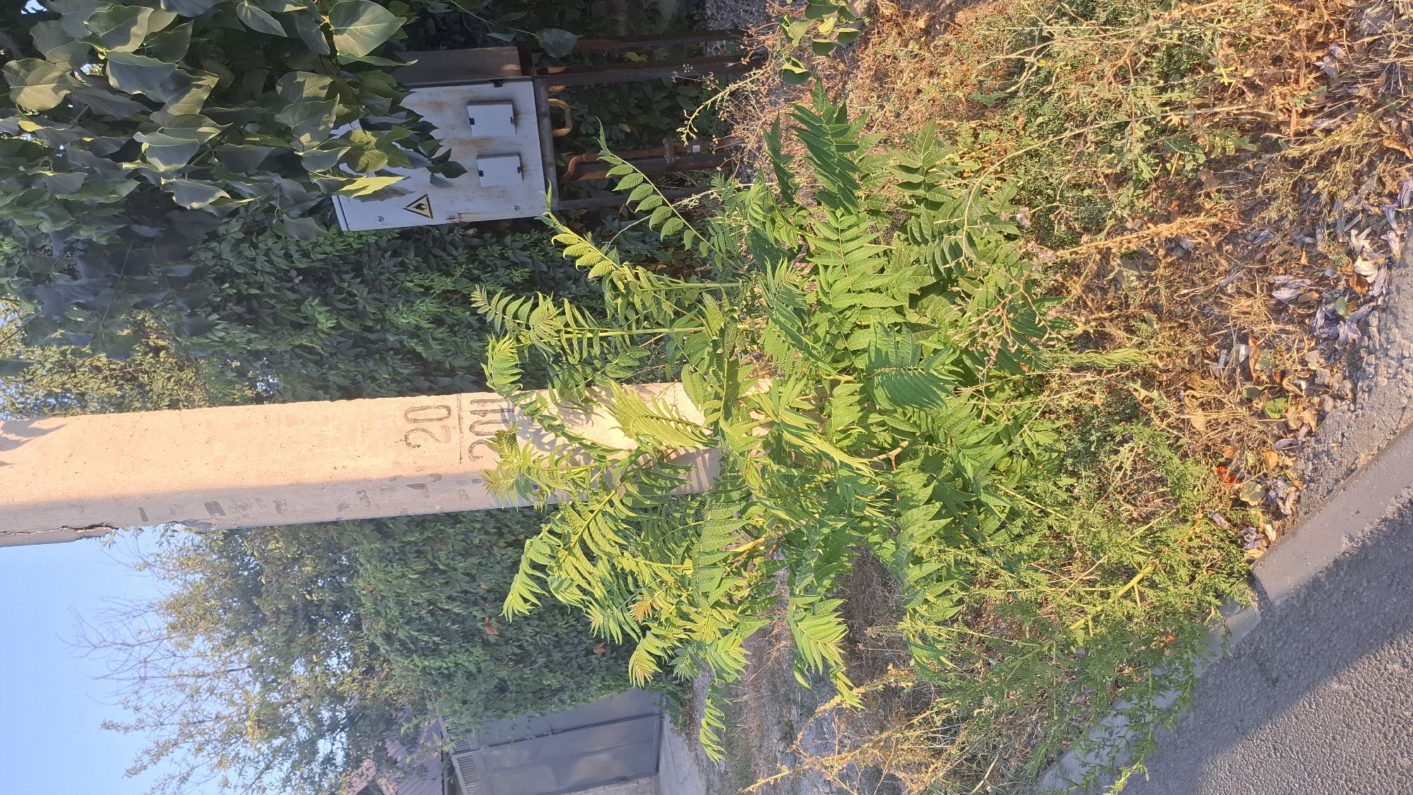 The image shows a close-up of a concrete pole with numbers "20" and "204" stenciled on it. The pole is positioned next to a patch of greenery and dry brush, with a paved surface, likely a road or sidewalk, running along the right edge. In the background, there are dense green trees and a utility box with two rectangular compartments and a triangular warning symbol. The sunlight casts warm shadows, suggesting it is either early morning or late afternoon. The scene appears to be an outdoor environment, possibly in a semi-urban or rural area, given the presence of the utility box and the concrete pole. There are no people visible in the image. The overall impression is one of an everyday scene, with a focus on the textures and details of the natural and man-made elements.
