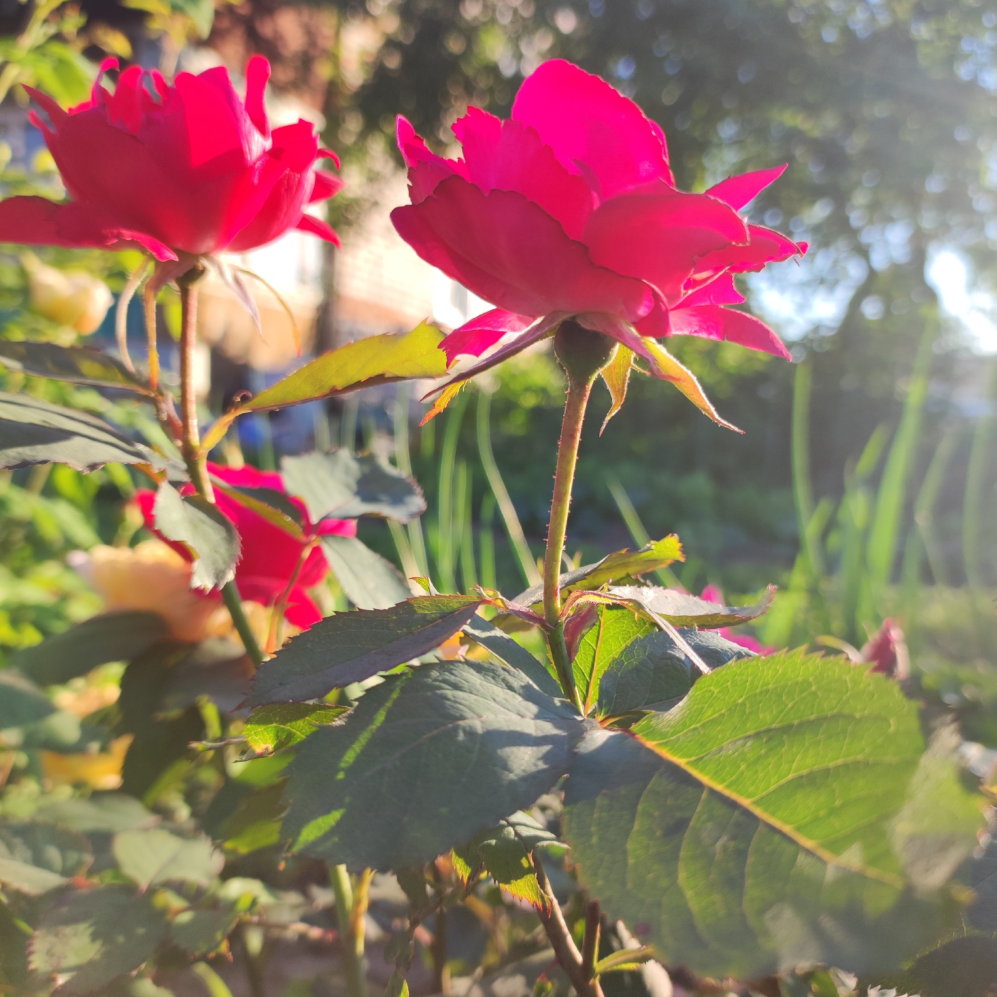 This media file is a close-up, low-angle photograph of two bright pink roses in a garden setting. The rose in the foreground, on the right, is the most prominent, with its petals slightly unfurled and illuminated by a bright sunbeam. The rose on the left is partially visible and slightly out of focus. Green leaves, some with serrated edges and sunlit veins, are abundant, creating a lush backdrop. The stems are thin and support small thorns.
In the background, out-of-focus elements suggest a garden environment. Blurry green foliage and hints of what could be a building or fence can be seen, along with soft, circular bokeh effects from the sunlight filtering through trees or other vegetation. The overall lighting indicates it is daytime, likely late afternoon or early morning due to the warm, directional sunlight creating lens flare and highlighting the edges of the leaves and petals. The scene evokes a feeling of natural beauty and tranquility. There is no visible text in the image.
