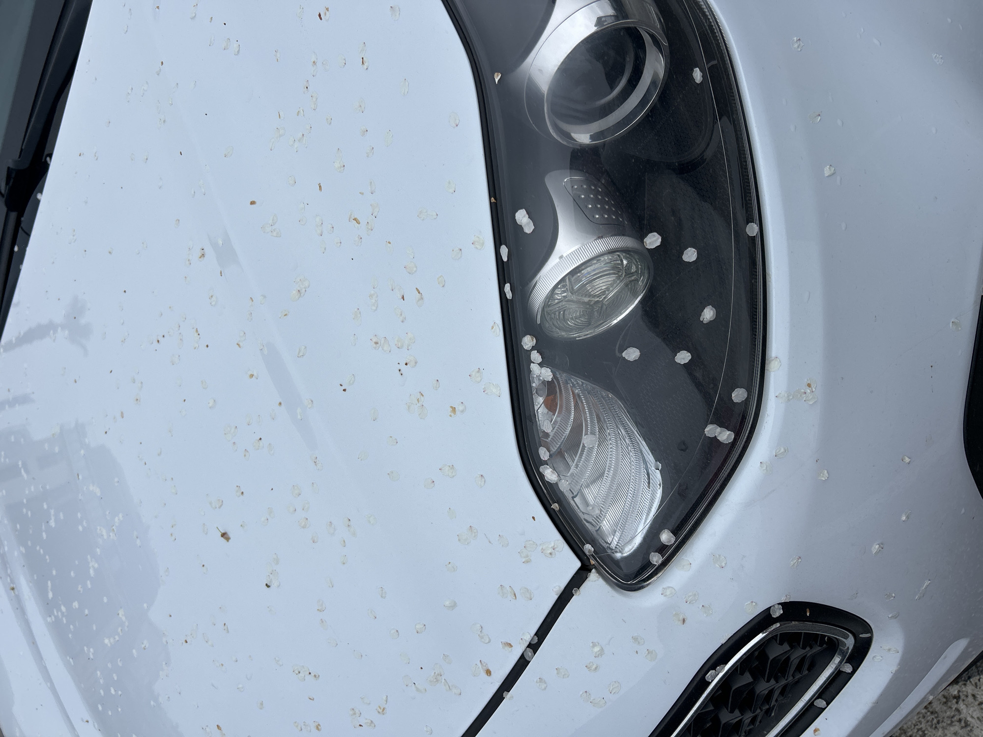 The image depicts the front of a white car covered in small white flower petals and small brown specks. The car has a modern headlight design with visible internal components. The lower grille is visible. The image does not offer information to determine the location.