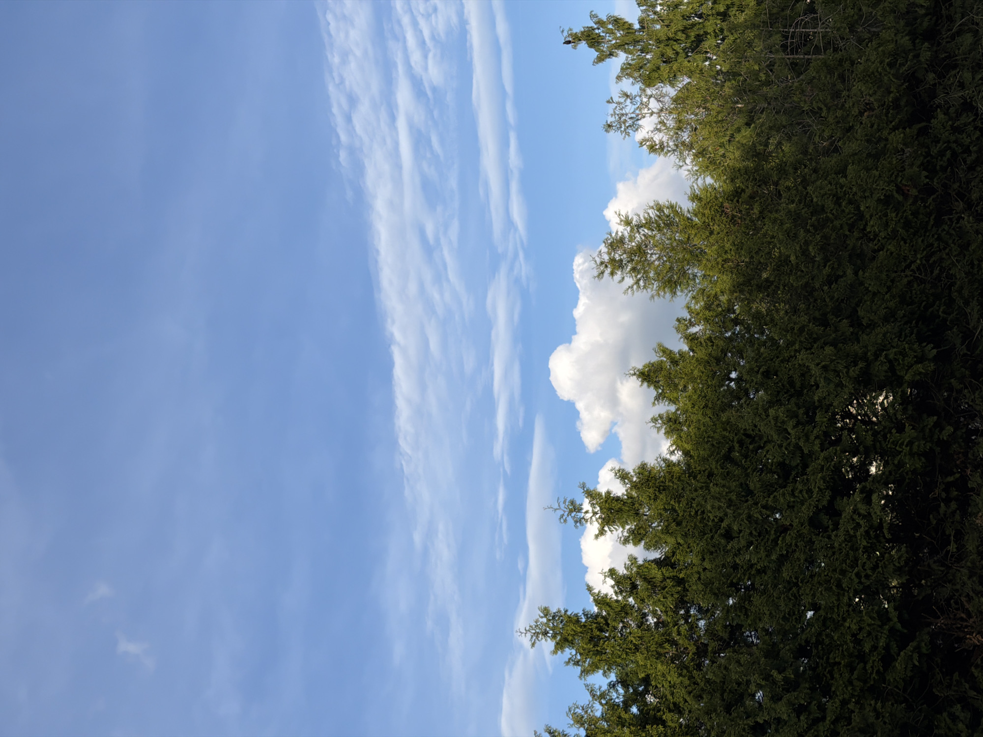 The image shows a view of the sky with a mix of cirrus and cumulus clouds. The sky is predominantly blue. A large, dense tree is located on the right side of the frame, partially obscuring the sky. The tree appears to be a mature evergreen, possibly a coniferous species. The image is taken outdoors in daylight. There is no information about the location being Esch-sur-Alzette, Luxembourg or any people, subjects, objects, actions, or interactions.
