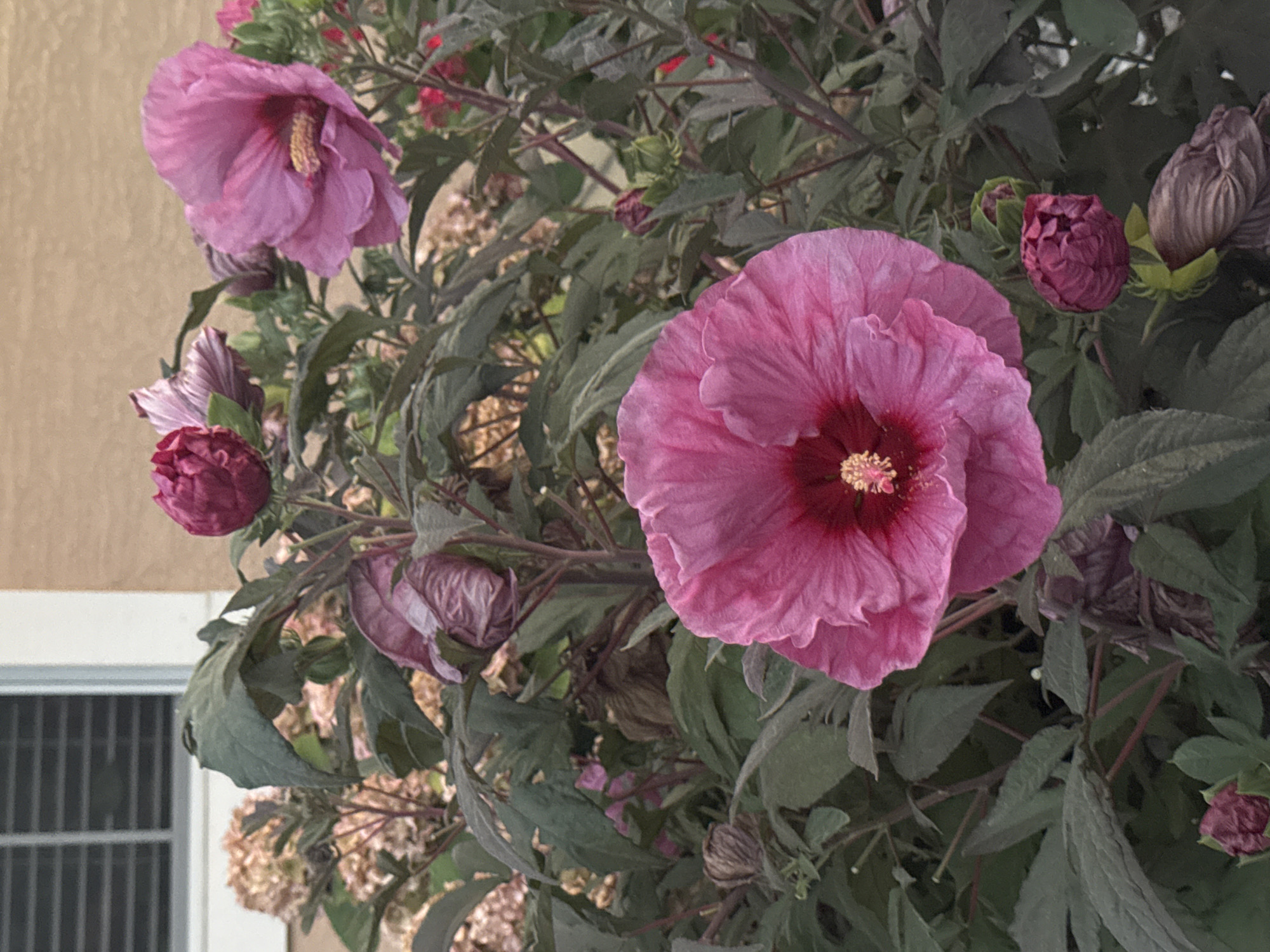 In Antelope, United States, this image captures a close-up of a hardy hibiscus plant. The foreground is dominated by a large, fully bloomed pink hibiscus flower with delicate, ruffled petals and a dark red center. To its right, several buds are visible, some partially open, showcasing shades of pink and deep magenta. A smaller, fully bloomed hibiscus flower is seen further back and to the right, also in a vibrant pink hue. The plant's leaves are a deep, dusky green, providing a lush backdrop. In the background, a section of a building with horizontal blinds is partially visible, along with the soft, textured appearance of dried hydrangea blooms. The overall scene is one of vibrant floral beauty set against a muted, residential backdrop.