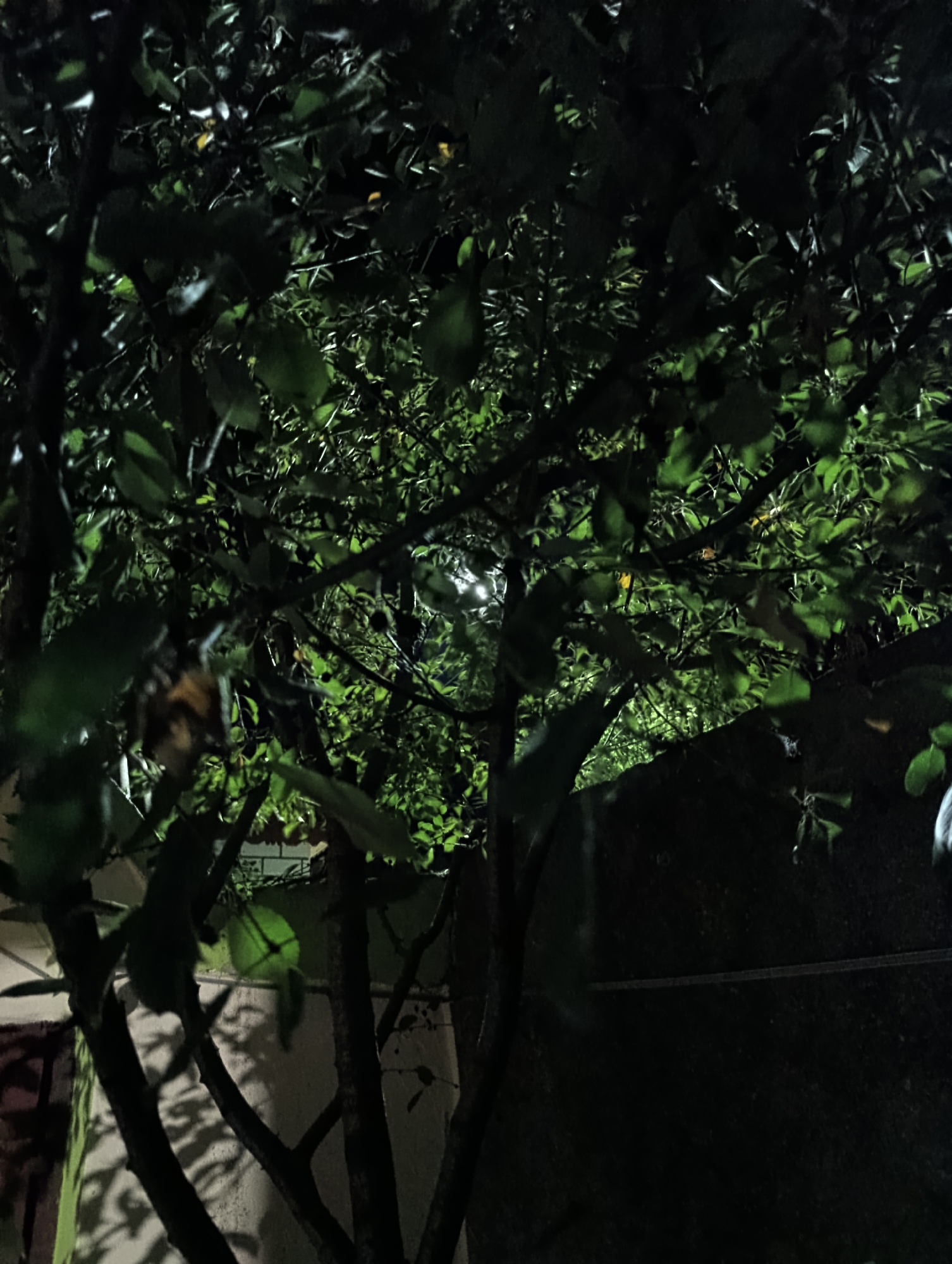 The image depicts a nighttime scene, possibly in the city of Roghi, Moldova, focusing on the foliage of a tree illuminated by artificial light. The foreground is dominated by dark tree trunks and branches, with leaves creating a dense canopy that partially obscures the background. Some of the leaves are brightly lit, showing a vibrant green hue, while others are in shadow. The overall impression is one of a close-up view of vegetation at night, with the light source creating strong contrasts and highlighting the textures of the leaves and branches. The background is largely dark, with hints of a lighter, textured surface possibly a wall, and a thin horizontal line that could be a wire or cable. There are no people or animals visible in the frame. The image captures a moment of stillness within a natural setting, enhanced by the dramatic lighting.