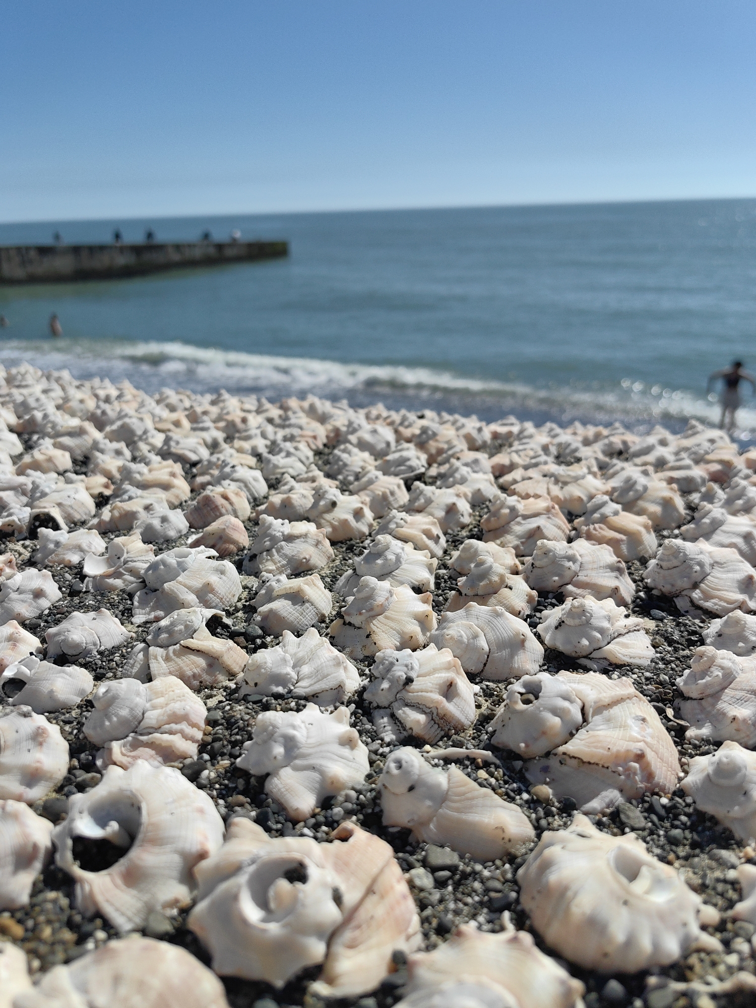 This vivid outdoor photograph captures a sunny beach scene at what is identified as Sochi, Russia. The foreground and midground are densely covered with countless light-colored seashells, predominantly white and pale beige. These shells, many with conch-like spiral forms and textured surfaces, are mixed with small, dark pebbles or gravel that make up the beach material.
In the background, a calm, turquoise-blue sea stretches towards the horizon under a clear, bright blue sky, indicating pleasant weather. Gentle waves can be seen breaking close to the shore. To the left, a long, dark pier or breakwater extends into the water, with several small, blurry human figures visible standing or walking on its length. Additional blurry figures of people are seen in the water near the shoreline; one on the left appears to be swimming or wading, and another on the far right is entering the sea.
The scene suggests a warm, bright day, likely morning or early afternoon, ideal for beach activities. The overwhelming presence of shells creates a unique landscape feature, while the people on the pier and in the water imply a leisure or recreational setting. No discernible text is visible in the image.
