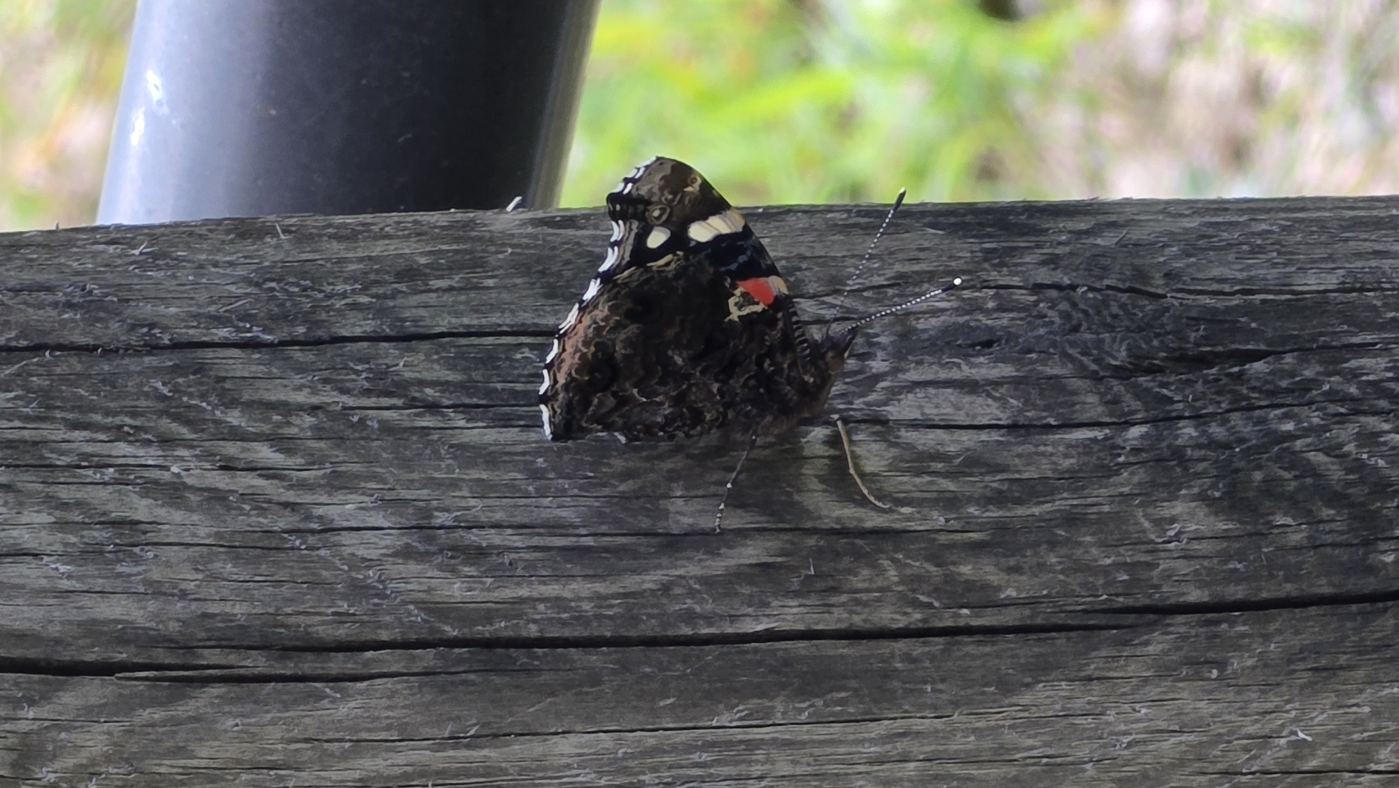 A medium-shot, eye-level vertical photograph captures a butterfly perched on a weathered, gray wooden post. The butterfly, with its dark brown wings marked with white spots and a small red patch, is positioned on the right side of the post. Its body is slender, and its antennae are visible, extending upwards. The wooden post displays prominent vertical grain and appears rough, with some cracks and imperfections. In the background, a blurred dark, cylindrical object, possibly a railing or pipe, runs horizontally. The far background is out of focus, showing a soft wash of green and brown, suggestive of foliage and ground cover, with a hint of light. The image does not provide information about its location within Darlington, United States.