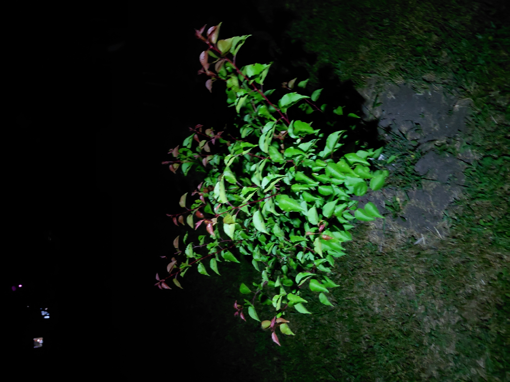 This dark, vertically oriented photograph captures a small, leafy plant or shrub at night. The plant is the central subject, illuminated by an artificial light source that highlights its vibrant green leaves and the reddish-purple hues of its stems and new growth. It is rooted in the ground, which features a mix of short, dark green grass and a patch of bare, dark soil. The background to the right is also dark grass or faint vegetation, while the left side of the image is predominantly black, indicating deep shadow or an unlit area. Very faint, blurry specks of light, possibly distant artificial lights or reflections, are barely visible on the far left edge of the frame. The scene is static, depicting an outdoor setting like a garden or yard during nighttime hours. There are no people, animals, or discernible activities taking place. No text is visible in the image.