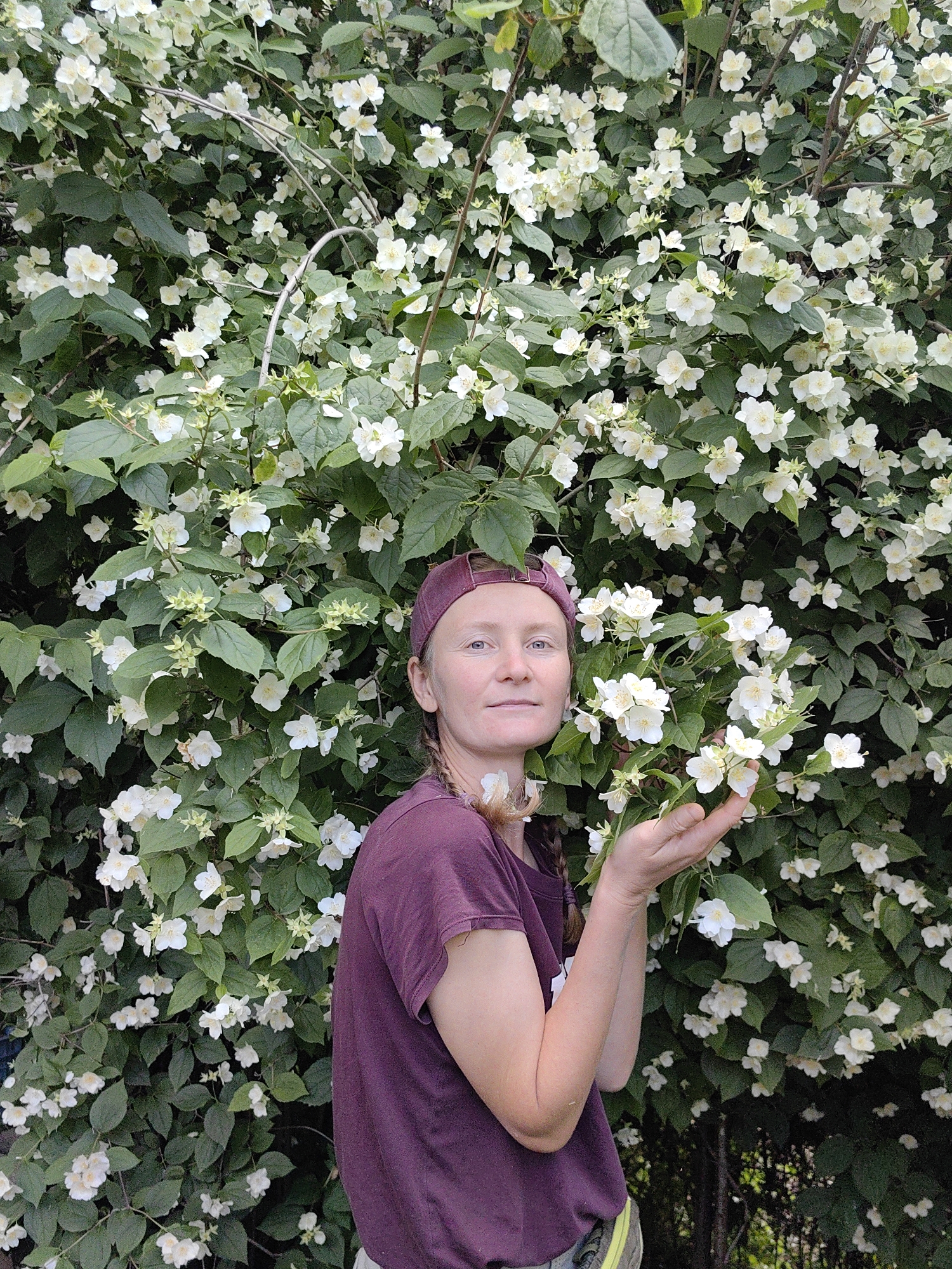 In the village of Zuy, a person stands in front of a blooming jasmine bush. The person is wearing a burgundy t-shirt and a matching cap. Their hands are outstretched, holding a cluster of jasmine flowers. The bush is covered in numerous white flowers and green leaves, creating a dense, natural backdrop. The setting appears to be outdoors, likely in a garden or park.