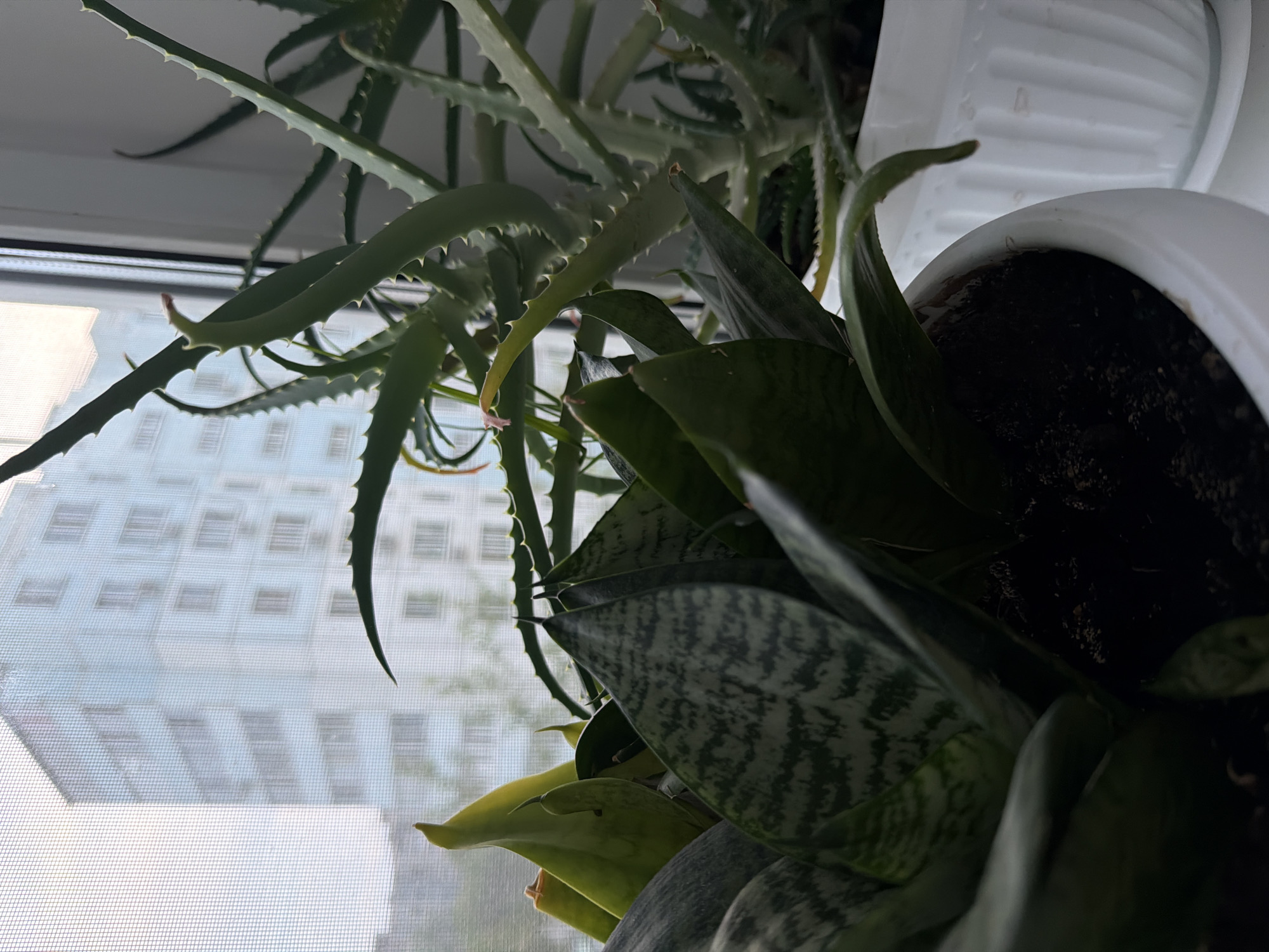 The image captures a close-up view of two potted plants on a windowsill, with a building visible through a window screen. In the foreground, a Sansevieria trifasciata (snake plant) with its characteristic variegated leaves is prominently featured. Behind it, an Aloe vera plant with its spiky, succulent leaves is partially visible. Both plants are in white pots. The background reveals a light blue, multi-story apartment building seen through a window screen, suggesting an urban setting in Khabarovsk, Russia. The lighting indicates it is daytime, possibly overcast. There are no people or discernible actions taking place. The scene is static and focuses on the houseplants and their environment.
