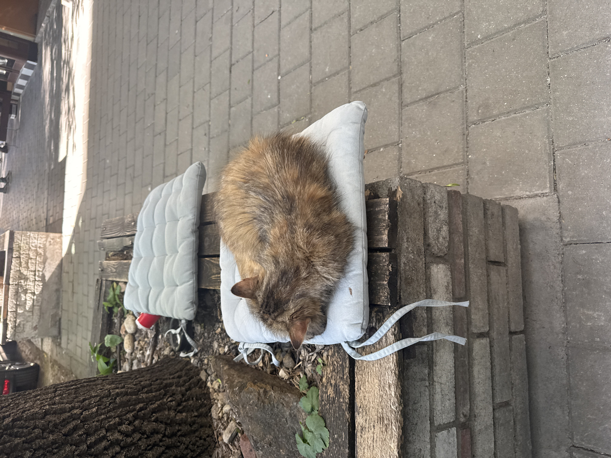 A long-haired tortoiseshell cat rests on a light-blue cushion atop a weathered wooden bench. The bench is partially shaded, and the ground is paved with gray bricks. A second cushion lies on the other side of the bench. There is a tree trunk near the left of the bench. The location is implied to be in Sofia, Bulgaria.