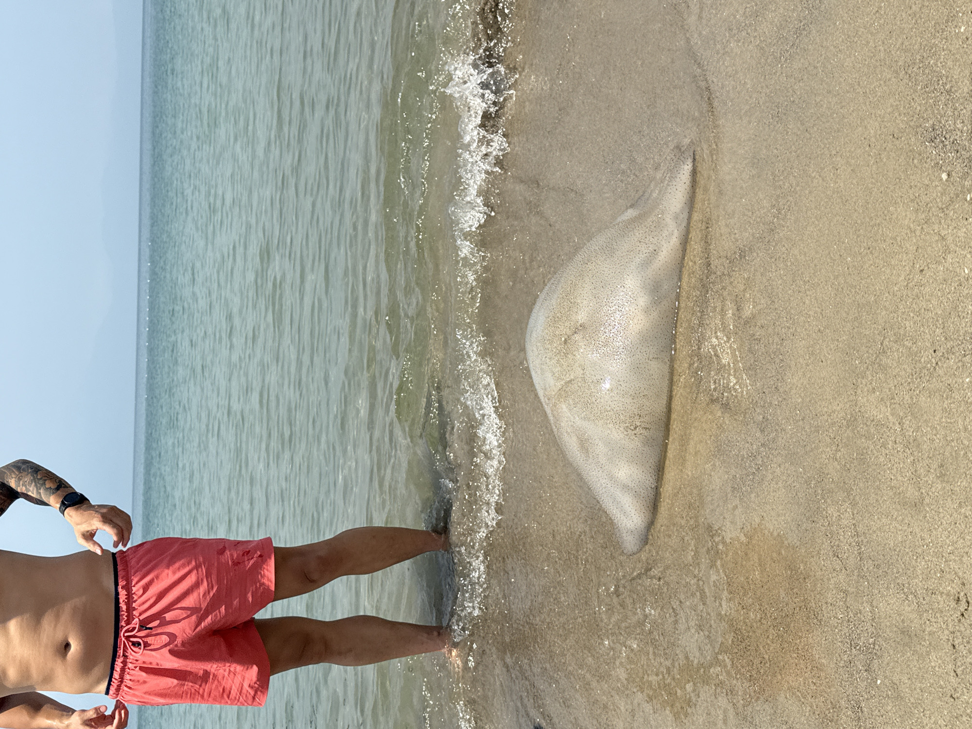 A partial view of a sandy beach in Đà Nẵng, Vietnam, is depicted under bright daylight. In the center-right foreground, a large, pale, translucent, and irregularly ovoid gelatinous mass, consistent with a beached jellyfish, rests on wet sand at the waterline. Its surface exhibits a speckled texture. Small waves are actively breaking and receding over the creature and the sand.
To the left, an individual is observed from the mid-torso downwards, standing in the shallow ocean water. This person wears red swim shorts with a black waistband and drawstring. Tattoos are visible on the left arm, and a dark-colored smartwatch is present on the left wrist. The individual's lower legs and feet are submerged, with the water level reaching just above the ankles. Their stance suggests observation of the marine creature.
The background features calm, light greenish-blue ocean water extending to a hazy horizon. A distant line of small white buoys is visible on the water's surface, with a faint, light blue outline of mountains or landmasses beyond them under a clear, light blue sky. The sand is light brown and fine-grained, appearing wet near the waterline.