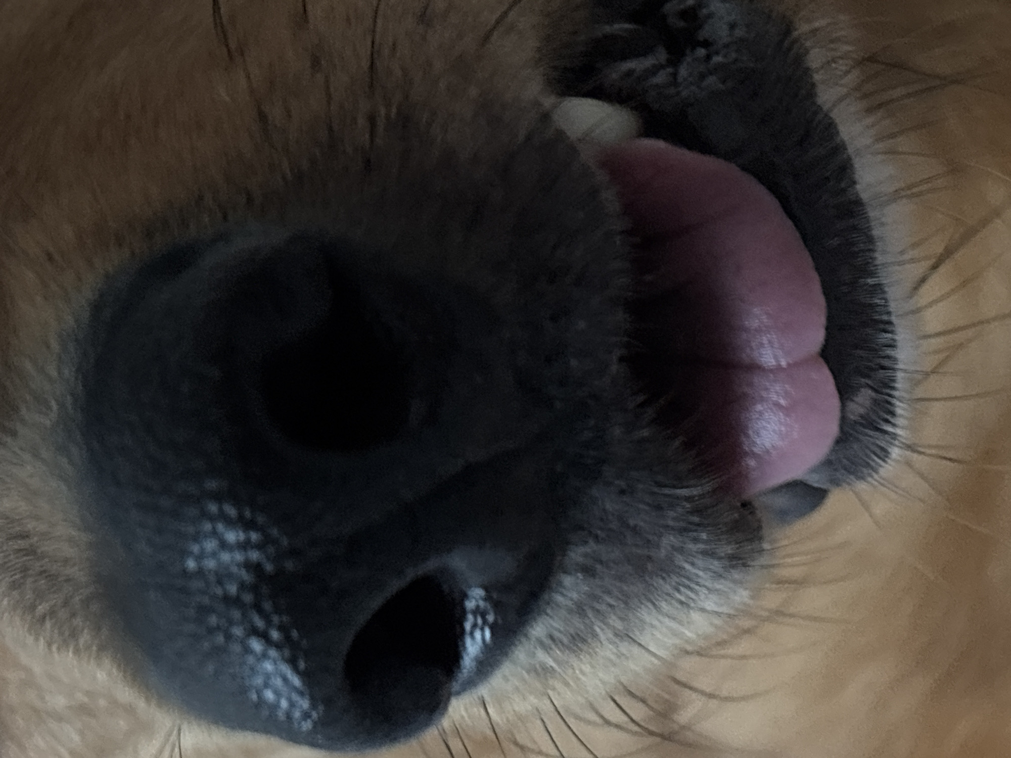 The image is a close-up, macro photograph of a dog's muzzle. The dog's black nose is visible, with its textured surface and two nostrils. Below the nose, a portion of the dog's mouth is open, revealing a pink tongue. The fur around the muzzle is visible, varying in color from light brown to dark brown. The lighting is dim, creating shadows on the dog's face. There are no discernible environmental details indicating a specific location, including Saint Petersburg, Russia.