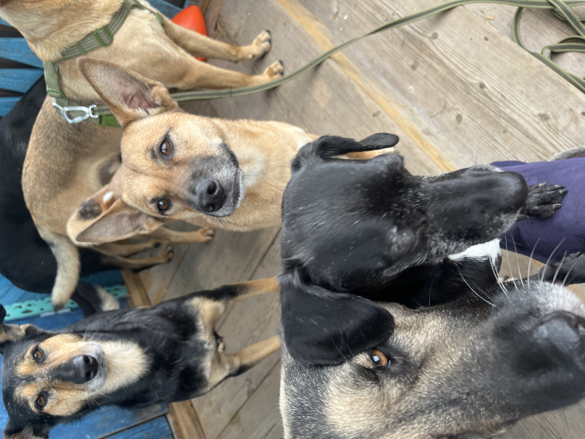 The image shows a group of dogs on a wooden porch with a blue wooden wall in the background. The dogs are of various breeds and colors. Two dogs are in the foreground, one is black and tan with a greyish face and the other is black. Two other dogs are visible in the background, one is tan and the other is mostly black. There is a green leash on the tan dog. The environment appears to be outdoors, possibly in a residential area, given the presence of a porch and wooden structures. There is no identifiable information about the location being in Nizhny Tagil, Russia, or any specific city.