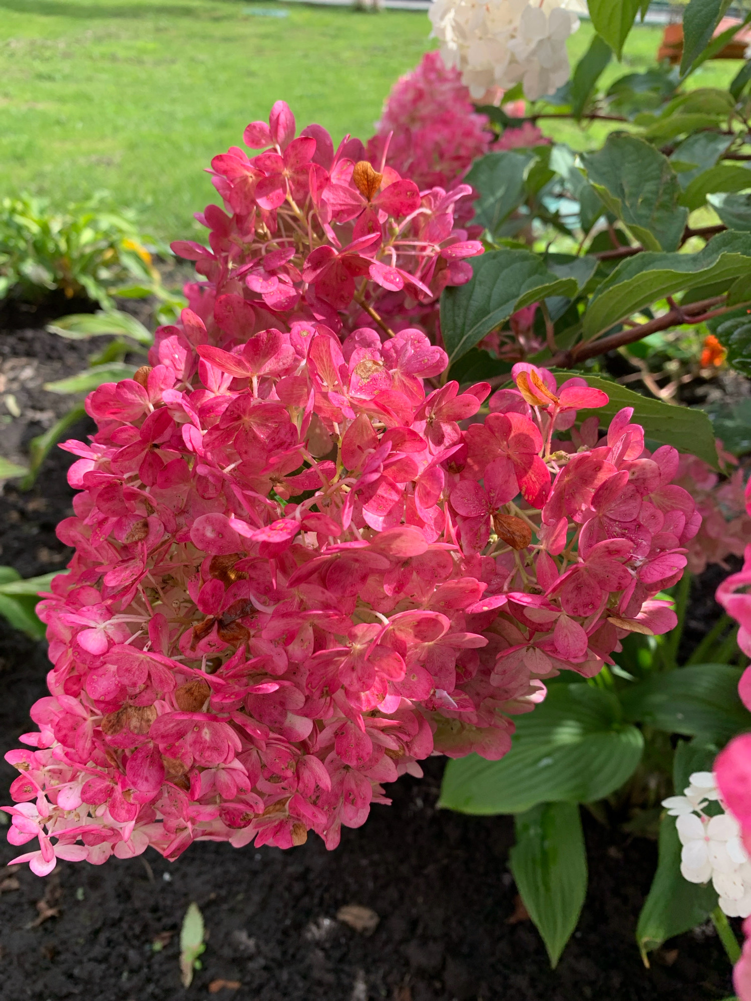 The image shows a close-up of a cluster of pink hydrangea flowers in bloom. The flowers are a vibrant pink and some have begun to turn a lighter shade or show signs of browning. Green leaves and a blurry background of grass and other foliage are visible. The lighting suggests it is daytime. There is no indication of the location being Prokopyevsk, Russia, or any specific urban setting; it appears to be a natural garden environment. There are no people, actions, or interactions depicted.