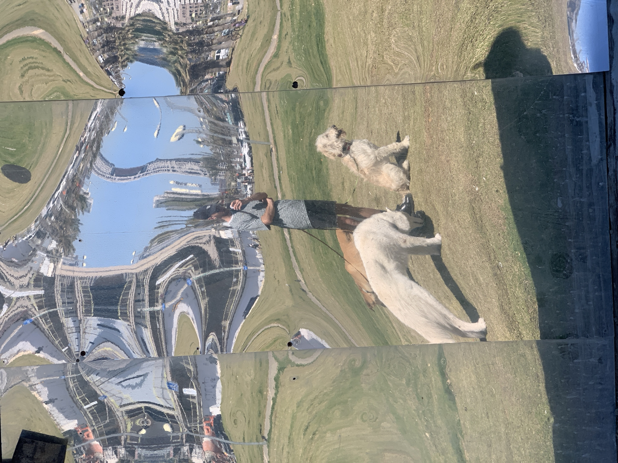 The image captures a reflection, possibly from a mirrored surface, depicting a scene of a person and two dogs. The distorted reflection reveals a cityscape, likely within Tel-Aviv, Israel. A person is present, seemingly holding leashes connected to two dogs: one appears to be a medium-sized, light-colored dog, and the other a larger, light-colored dog. The ground is grassy. The reflection also captures a distorted sky and architecture. The scene is a candid depiction of a person walking two dogs in a city park environment.