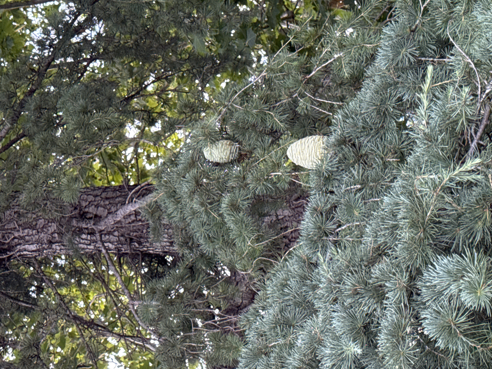 Two cones are visible on a pine tree in Bar, Montenegro. The cones are light green and elongated, with a textured surface. The tree has dark, rough bark and dense, needle-like foliage in various shades of green. Sunlight filters through the branches, creating dappled light and shadows. The background is a blur of green foliage, suggesting a natural or park-like setting.
