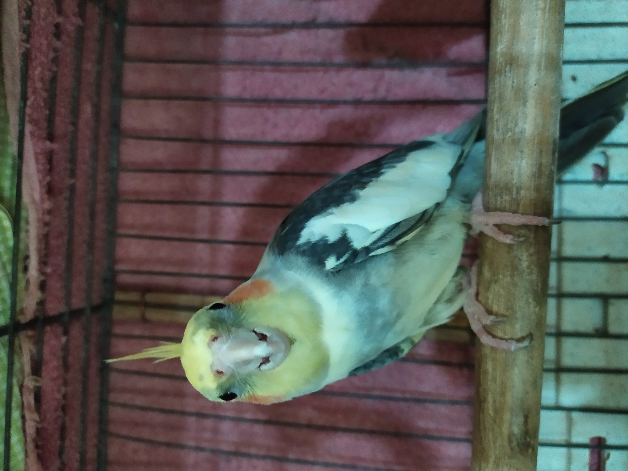 A cockatiel bird is perched on a wooden dowel in a cage. The bird is facing the camera with its beak slightly open, and its crest is raised. The bird has a yellow head, white and gray wings, and a pale blue body. The cage has a red fabric background with vertical black bars. The bottom of the cage is visible with more black bars. The lighting is dim, casting shadows within the cage. The location is described as the city of Bilajari, Azerbaijan, though no specific landmarks are visible to confirm this.