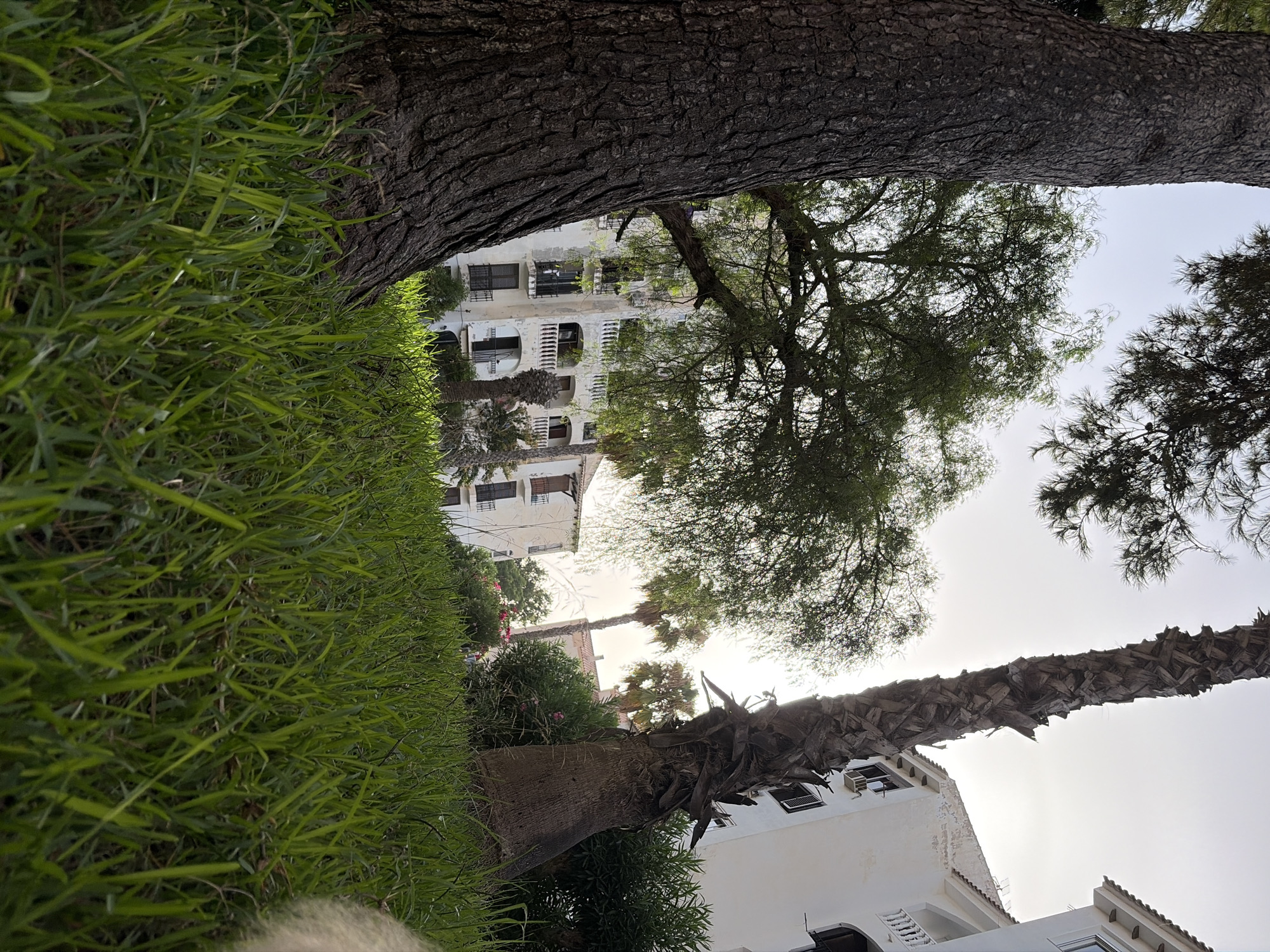 A low-angle shot captures a patch of green grass in the foreground, with blades of grass extending upwards towards the viewer. Behind the grass, a large tree trunk with rough, dark bark is prominently positioned on the left side of the frame. Further back, a white building with multiple balconies and arched windows is visible, suggesting a residential or hotel complex. Several palm trees, with their distinctive rough trunks and fronds, are scattered around the building. The sky is bright and overcast, indicating daylight, possibly early morning or late afternoon given the soft light. The presence of a building consistent with architecture found in coastal Spanish cities like Torrevieja, along with the vegetation, points to a location within such a setting. No people are visible in the image.