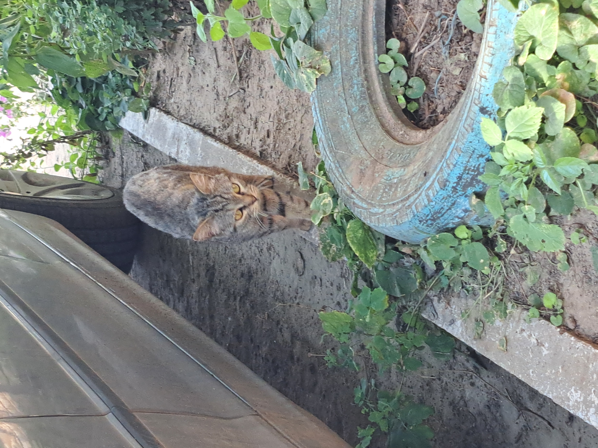 In Vypasne, Ukraine, a tabby cat with striking yellow eyes walks towards the camera. The cat is positioned on a dirt path, with a section of a gray car visible to its left. To the cat's right, a weathered blue-painted tire acts as a planter, filled with soil and surrounded by green foliage. The environment appears to be an outdoor, possibly urban or suburban setting.