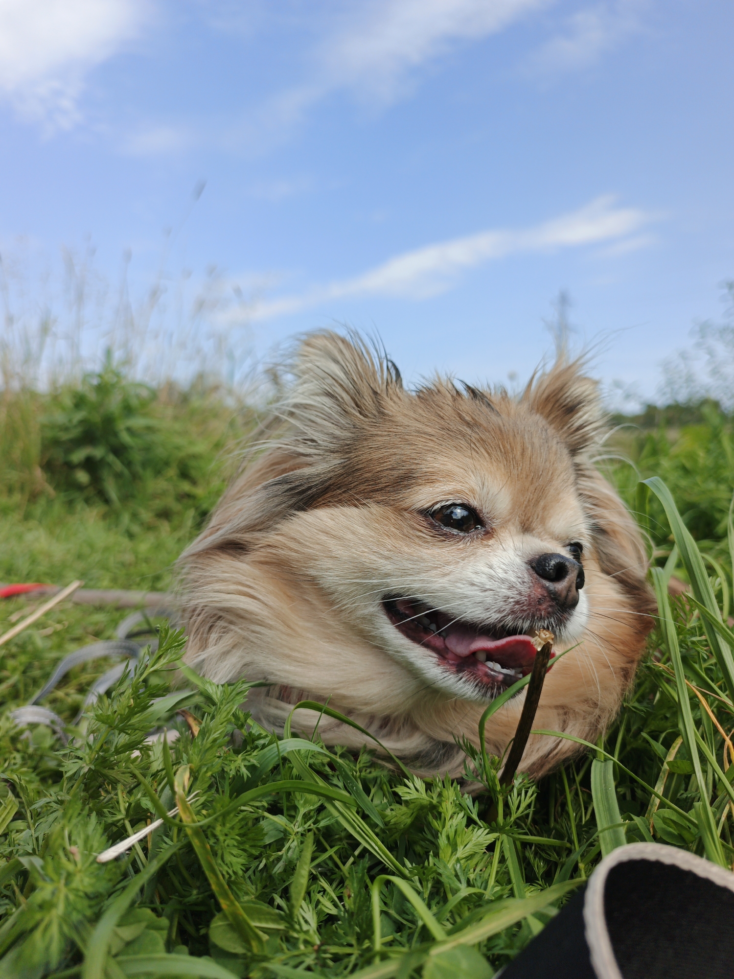 A long-haired chihuahua is lying in green grass with its mouth open, panting. The dog has tan and brown fur, with light brown ears that are perked up. The dog's eyes are open and dark brown. There is a thin, brown stick protruding from the dog's mouth, with its tongue visible. The grass is lush and green, with some taller blades reaching up around the dog. In the background, there is a blurry expanse of green foliage and a bright blue sky with scattered white clouds. The image was captured outdoors in Urtiushka, Russia.