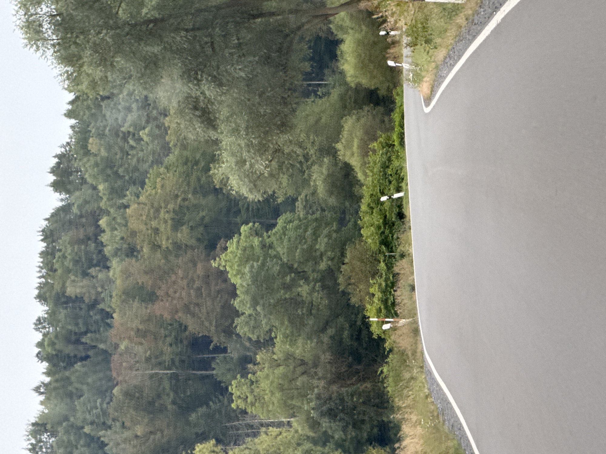 The image shows a paved road curving through a heavily wooded area. The road has a white line marking its edge. On the left side of the road, there is dry grass and vegetation, with a few small white and red striped posts marking the roadside. The right side of the road also has white and red striped posts and some green vegetation. Behind the vegetation, a dense forest covers a hillside. The trees are various shades of green, with some brown and reddish hues suggesting the transition to autumn. The sky is overcast and pale.
This scene is likely located on the outskirts of Ellrich, Germany, a town known for its surrounding forests and hilly terrain. The presence of the road markers suggests it is a public road, possibly a rural route through the Harz Mountains region.