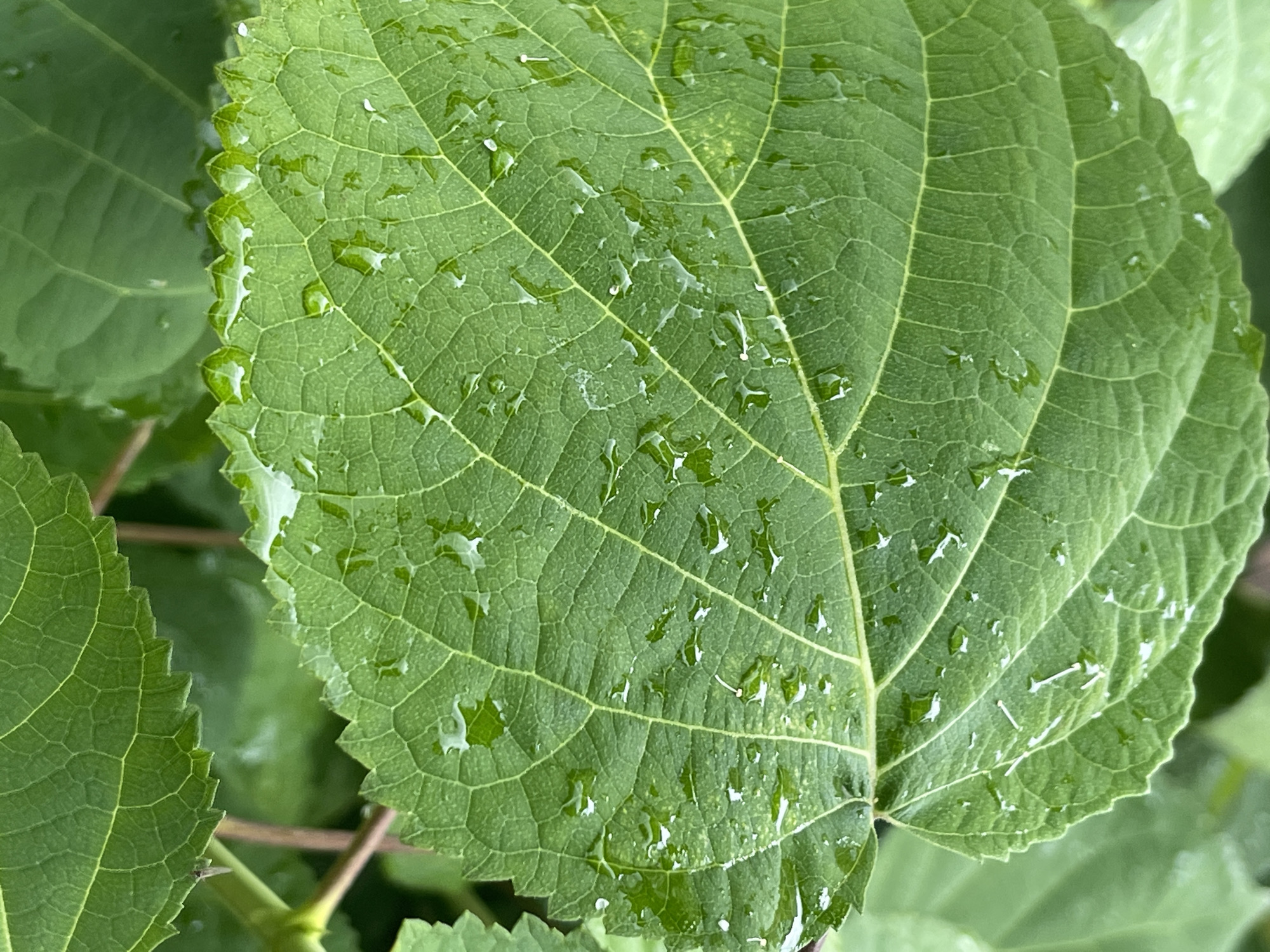 A close-up, macro shot focuses on a vibrant green leaf covered in numerous small water droplets, indicating recent rain or dew. The leaf exhibits a prominent network of veins and a serrated edge. The background is softly blurred, showing other green leaves and hints of brown stems, suggesting an outdoor, natural setting. The image is devoid of human presence or any urban elements of Kommunarka, Russia.
