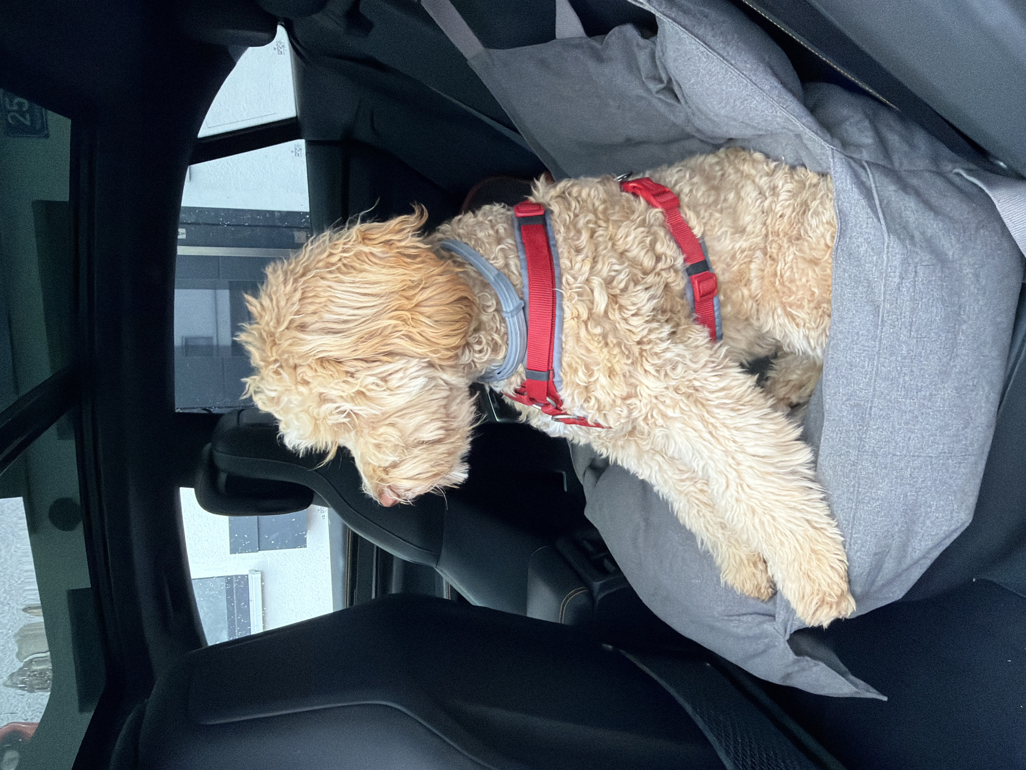 The image shows a light-brown, curly-haired dog sitting in the back seat of a car, looking out the window to the left. The dog is wearing a red harness with grey accents and a grey collar. It is seated on a grey cushion. The car's interior, including black seats and a sunroof, is visible. Outside the car window, a building with grey shutters and windows can be seen, suggesting an urban or suburban setting. A sign with the number "25" is visible on the roof of the car. This scene is located in Poing, Germany.