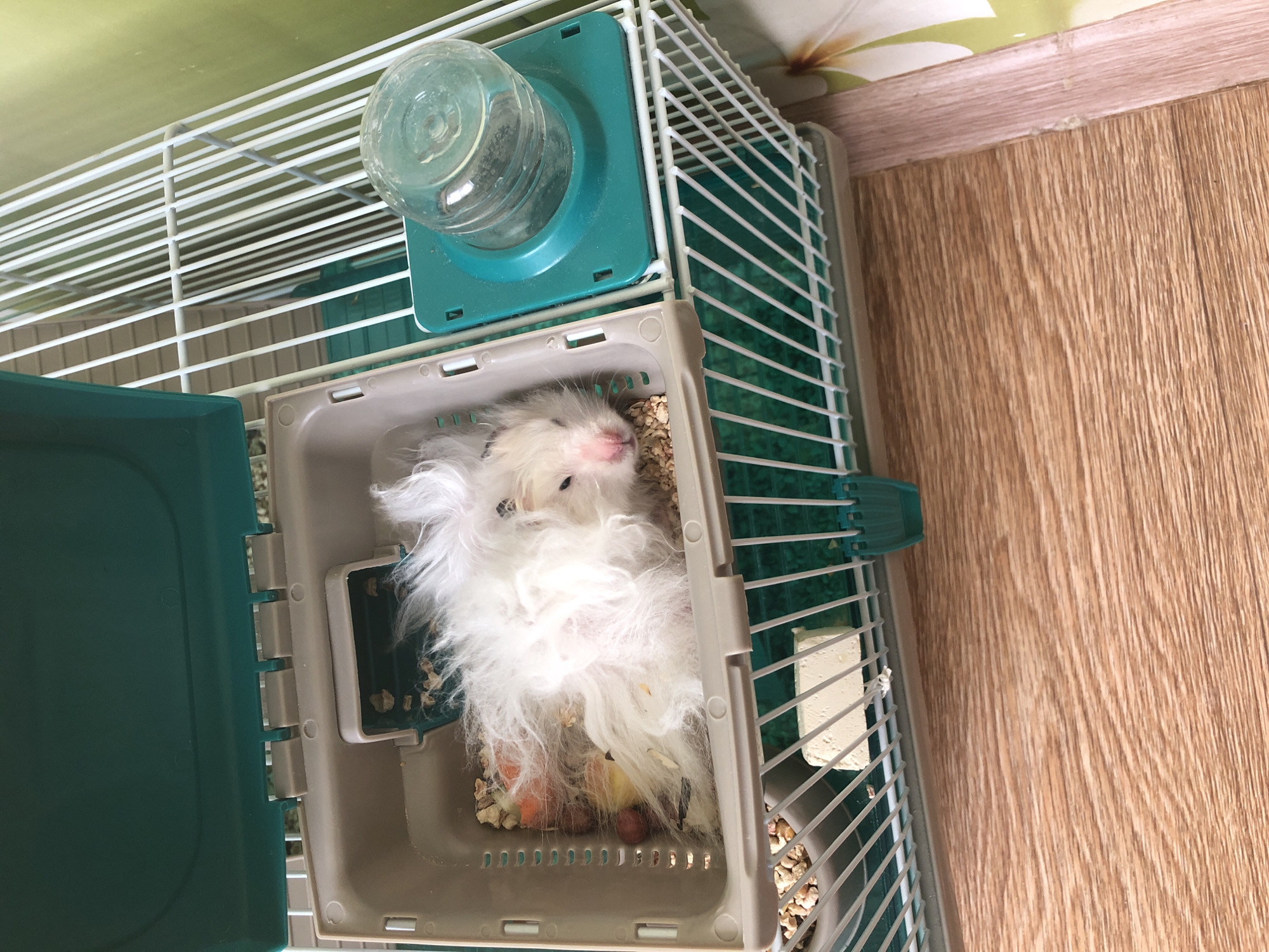 A fluffy white hamster with pink eyes is sleeping in a pet cage. The cage is made of white wire with a teal plastic base and lid. The hamster is lying on its side amidst wood shavings and small pieces of food, including what appear to be pieces of carrot and possibly grapes. A clear water bottle with a teal plastic dispenser is attached to the side of the cage. The cage is situated on a wooden floor. The background wall is a light green color. There is no indication of the specific location within the city of Solikamsk, Russia.