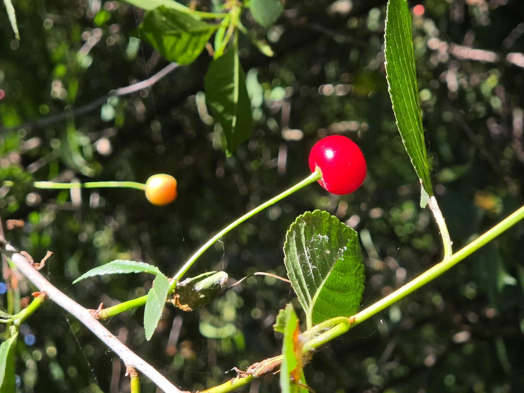 A close-up, low-angle shot captures a vibrant red cherry hanging from a thin green stem, suspended against a softly blurred background of lush green foliage. The cherry is plump and round, with a glossy sheen that reflects the light. A second, smaller cherry, a pale orange hue, is visible higher and further back in the frame, also hanging from a delicate stem. Fine strands of spiderweb are subtly woven across the leaves and branches, adding a delicate texture to the scene. The leaves are a deep green, with visible veins and slightly serrated edges. The lighting suggests a bright, sunny day, with dappled sunlight filtering through the leaves. The overall impression is one of natural beauty and the simple pleasures of ripe fruit. The image does not contain any elements that can be used to determine its specific location within the city of Saint Petersburg, Russia, or any other geographical region.