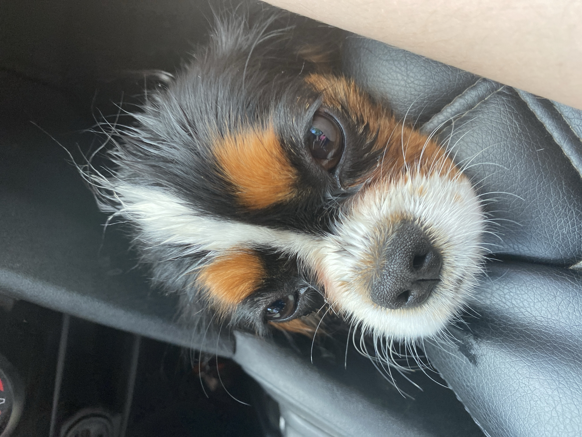 A close-up, eye-level shot shows the face of a Cavalier King Charles Spaniel. The dog is looking directly at the camera. Its fur is a mix of black, white, and tan. The dog's nose is dark and appears wet. The dog is nestled in the dark, textured leather interior of a car, with a person's arm or leg visible on the right side of the frame. The background is dark and out of focus, suggesting the inside of the car. The image does not provide any information that would allow for the determination of its location in the city of Камское, Russia.