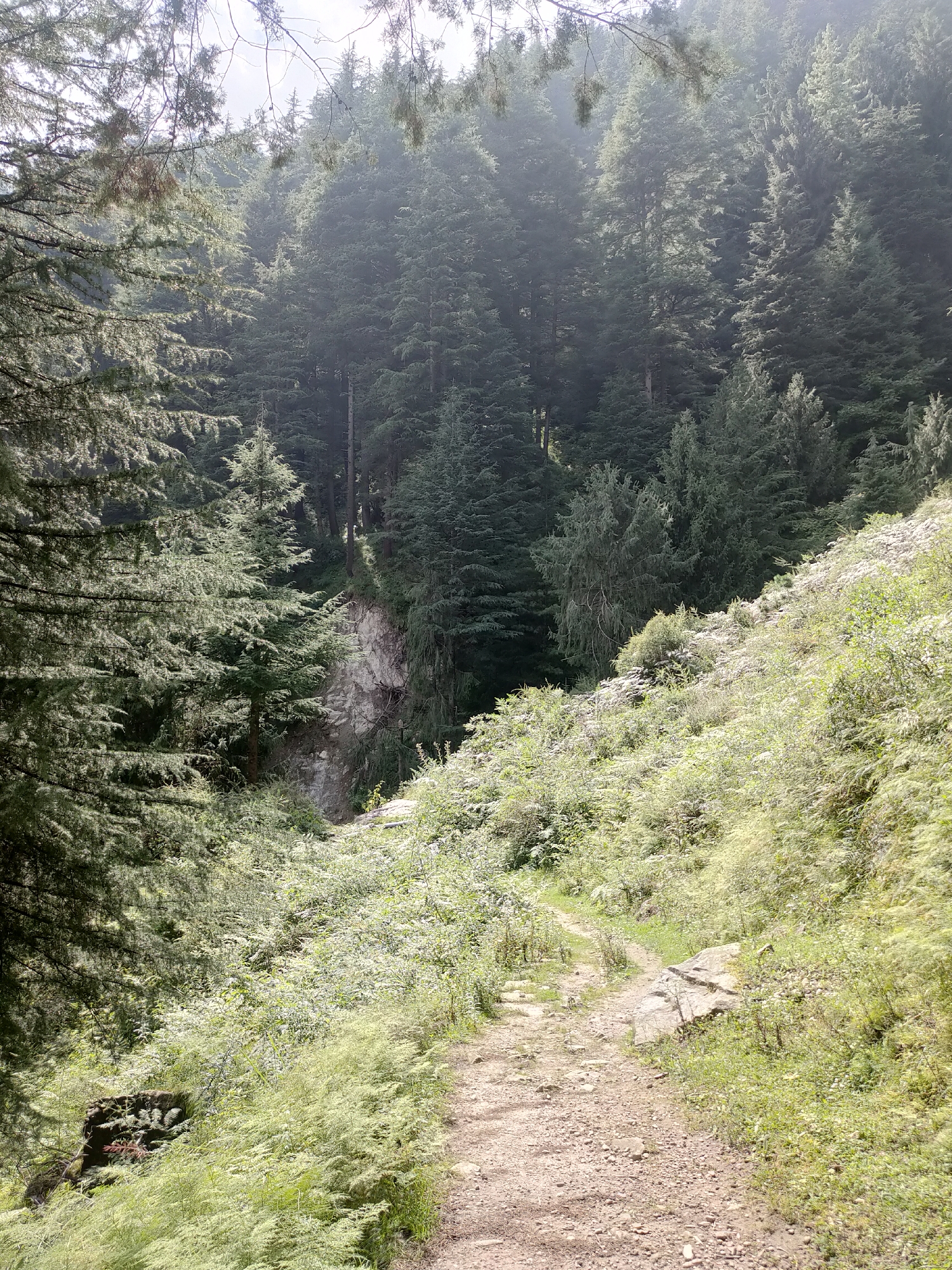 The image depicts a narrow, unpaved path winding through a dense forest. The path is composed of dirt and small stones, with a few larger rocks scattered along its edges. Lush green vegetation, including ferns and other undergrowth, crowds the sides of the path and climbs the steep hillside. Towering evergreen trees, likely pines or firs, dominate the background, their dense canopies creating a shaded, somewhat misty atmosphere. A sheer rock face is visible on the left side of the path, partially obscured by foliage. The lighting suggests it is daytime, with sunlight filtering through the trees, creating dappled shadows. No people or animals are visible in the scene. The overall environment is natural and untamed, suggesting a remote, possibly mountainous, location.