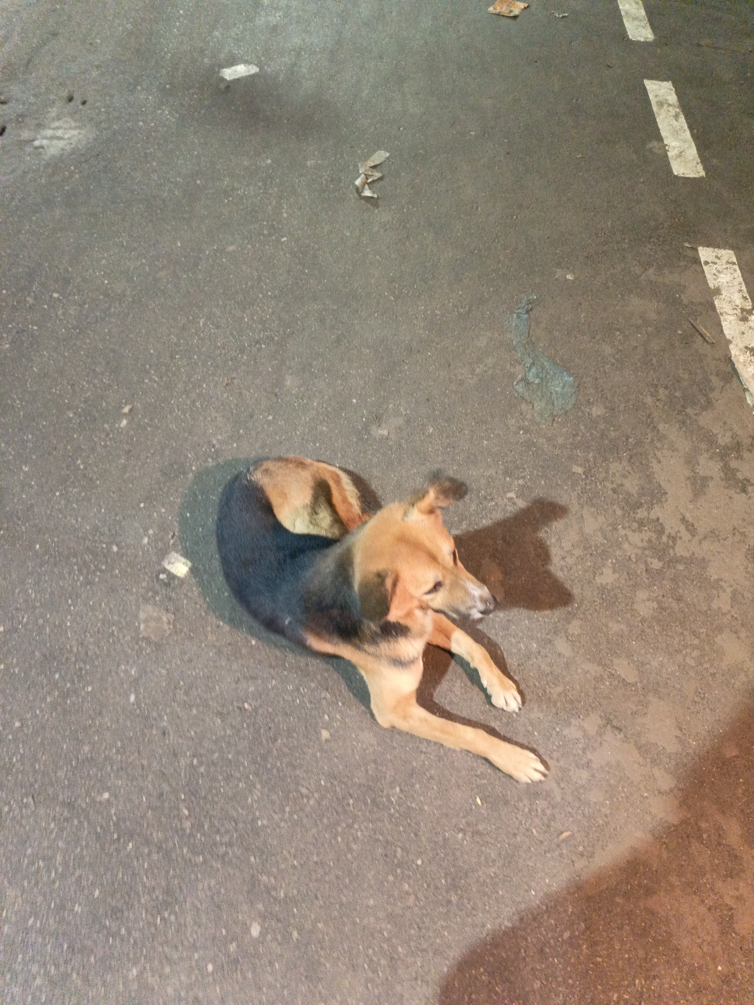 A medium-sized dog is captured lying down on an asphalt surface, possibly a road or paved area. The dog's fur is primarily tan or fawn on its head and front legs, transitioning to a darker, possibly black or dark brown, color on its back and hindquarters. Its head is slightly lifted, and its gaze is directed towards the right side of the frame.
The setting appears to be outdoors at night or in very dim lighting, indicated by the strong, distinct shadow cast by the dog, suggesting a singular light source like a streetlamp or a camera flash. The ground is a rough, dark grey asphalt, and several small pieces of debris, resembling crumpled paper or plastic, are scattered across it. In the upper right corner of the image, portions of two thick, white dashed lines, typical of road markings, are visible. There are no other subjects, such as people or vehicles, present in the scene. No discernible text is visible anywhere in the image. The dog appears to be resting calmly.