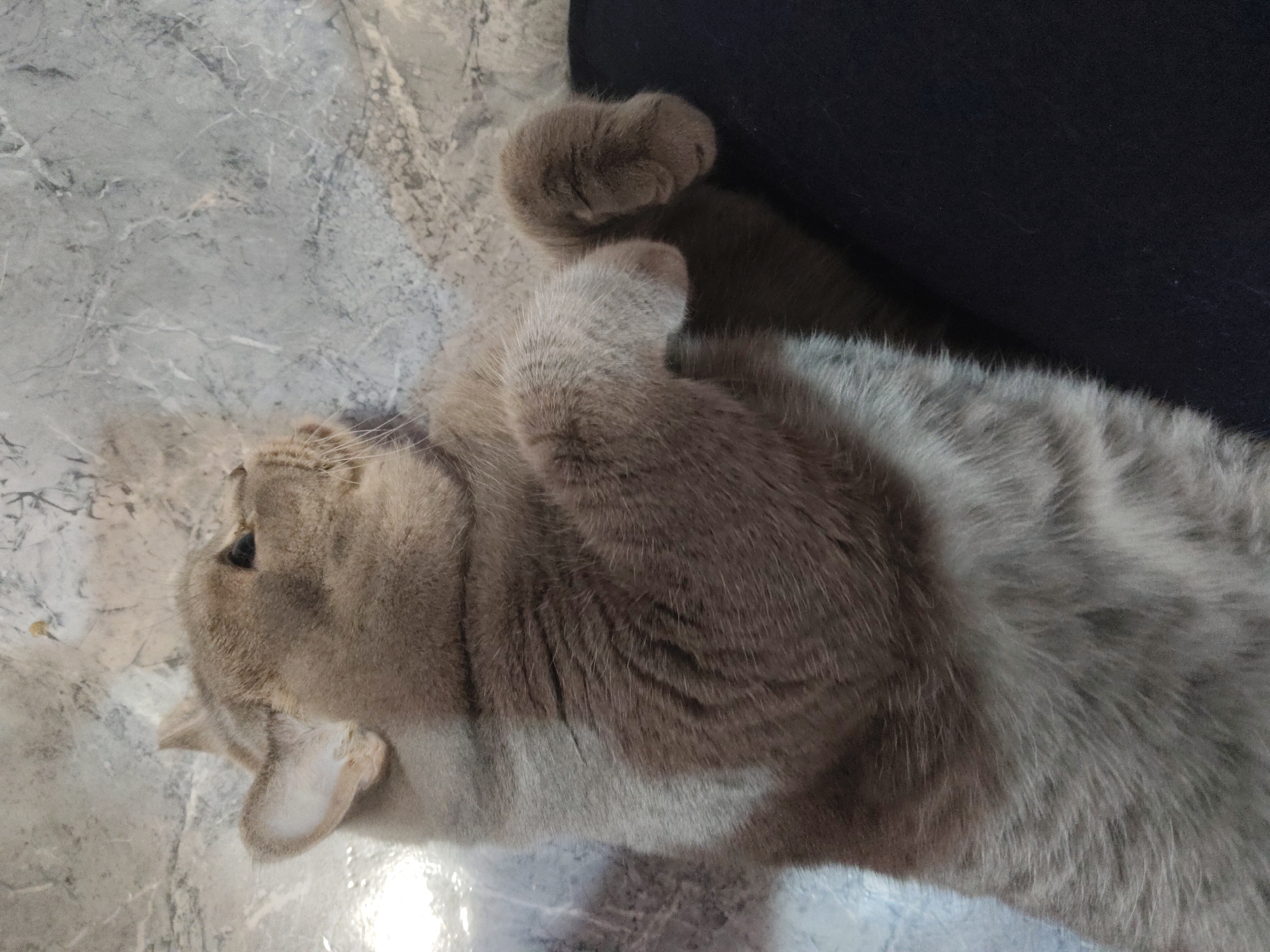 A domestic cat is lying on its back on a floor with a marble-like pattern. The cat's fur is predominantly gray with lighter beige patches. Its paws are curled up towards its chest. The cat's head is turned to the left, revealing its ear and a portion of its face. The cat is next to a dark fabric surface. The location is Unknown, Unknown.