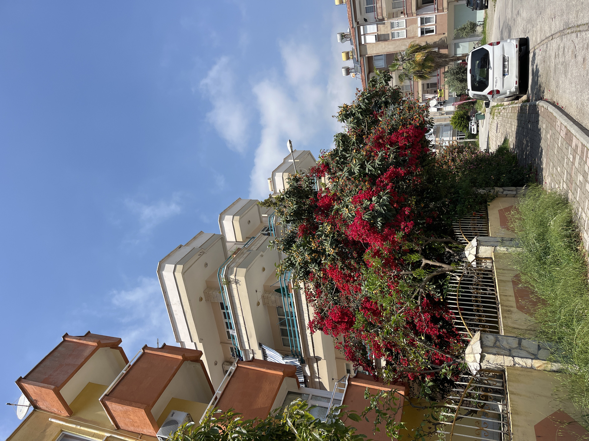 The image presents a bright, sunny street scene in Alanya, Turkey, captured during the daytime, likely midday or early afternoon given the strong sunlight and clear shadows. The sky is a vibrant blue with scattered white, fluffy clouds.
Multiple multi-story residential buildings dominate the scene. On the left, a building with peach-colored upper sections and cream-colored walls is partially visible. Adjacent to it, a taller, cream-colored building features numerous balconies with distinct light-blue railings, providing a striking architectural element. Further down the street, other residential structures with similar designs, some equipped with rooftop solar water heaters and external air conditioning units, line the paved street.
A large, intensely red-flowered tree, possibly a Bougainvillea, stands prominently in the middle-right of the frame, its vibrant blossoms contrasting with the green foliage and the light-colored buildings. Other green trees and bushes, including one with small yellow fruit-like clusters (resembling a loquat tree, as seen in the hints), are also visible, some behind metal fences with decorative scrollwork. Grass and overgrown vegetation grow along the curbs and within fenced properties.
A paved sidewalk with reddish-brown bricks runs along the right side of the street, curving into the distance. A white commercial van is parked neatly by the curb on the right, displaying the Turkish license plate "07 ADT 381," which corresponds to Antalya province, where Alanya is located. Another car is partially visible further down the road. A street light pole rises between the buildings and the prominent red-flowered tree. The scene depicts a typical residential area with clear weather and Mediterranean flora.