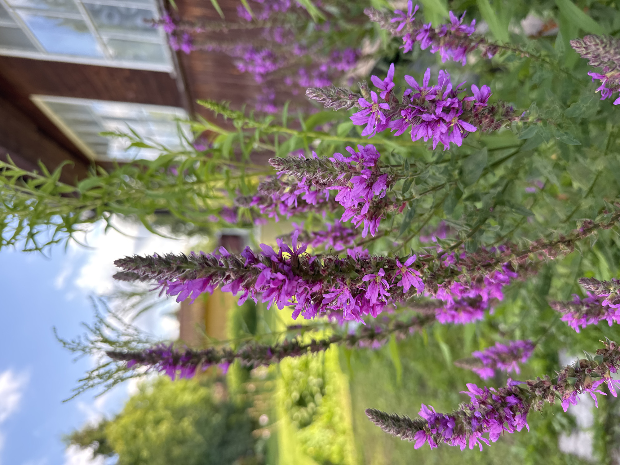 In Pupyshevo, Russia, the foreground of the image showcases several tall stalks of blooming purple flowers, likely Lythrum salicaria, also known as purple loosestrife. These flowers are characterized by their spiky inflorescences densely packed with small, vibrant purple petals. The shallow depth of field blurs the background, drawing attention to the intricate details of the flowers. Behind the blossoms, a rustic wooden building with white-framed windows is visible, suggesting a rural or suburban setting. The building's warm brown siding contrasts with the cool tones of the sky, which is partly cloudy with patches of blue. To the left of the building, a lush green lawn and trees can be seen, indicating a natural or garden environment. The lighting suggests it is daytime, with sunlight illuminating the scene and creating soft highlights on the flowers and foliage. No people are present in the image.