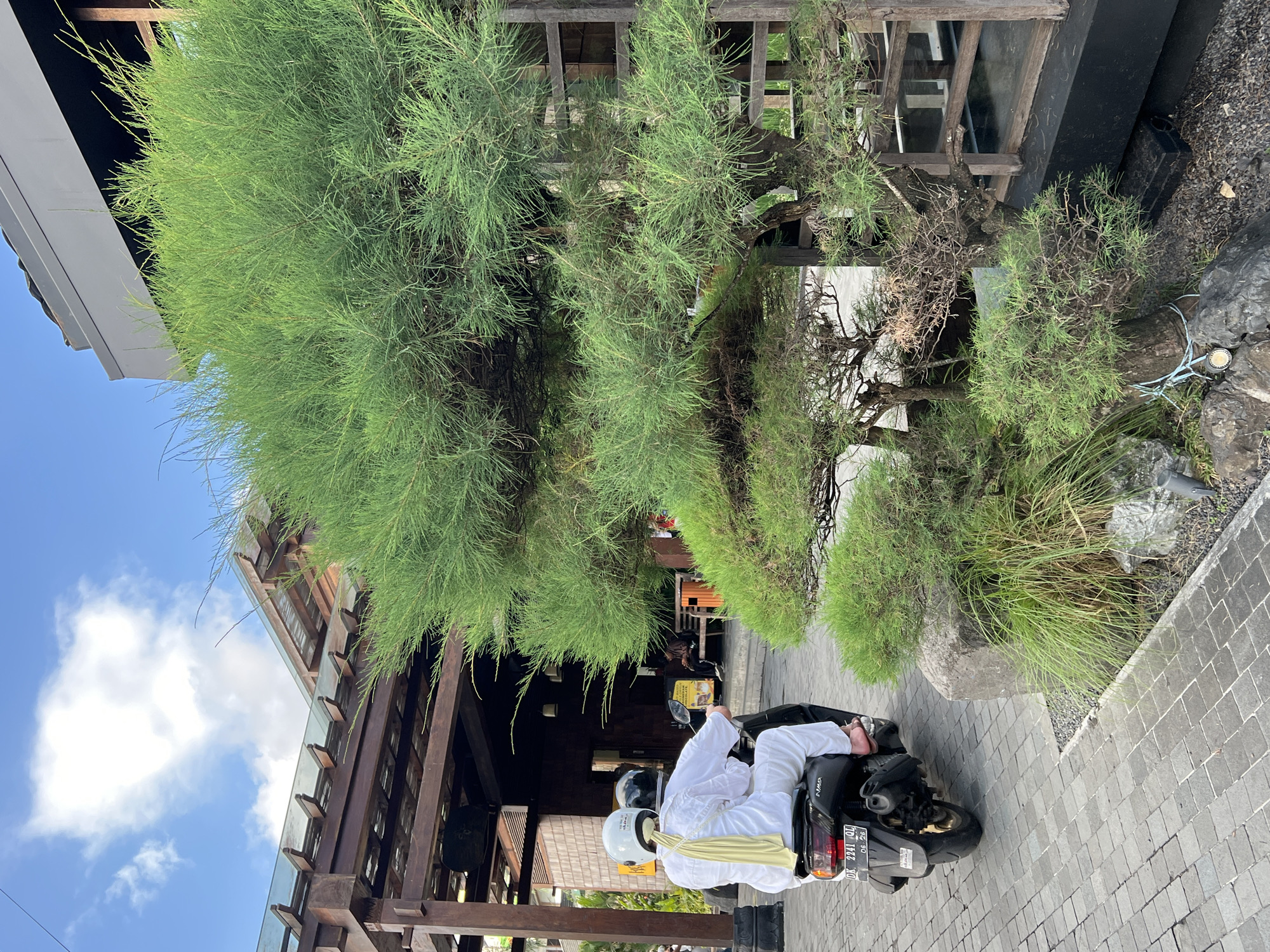 The image depicts a vibrant daytime scene in Ubud District, Indonesia, showcasing a person on a black scooter on a paved pathway. The individual is dressed in white clothing, possibly traditional attire, and wears a white helmet with a yellow sash draped over their back. A second white helmet is partially visible behind them, suggesting another passenger. The scooter features the text "NMAX" on its side and a license plate that reads "DK 2941 QU" with "06 28" below.
The paved pathway, constructed from gray paver stones, runs adjacent to a building characterized by dark wooden beams and posts, indicative of traditional Indonesian architecture. Dense, lush green trees with fine, needle-like foliage dominate the scene, creating a natural canopy over the path and partially obscuring the building. To the right of the pathway, a landscaped area features various rocks, smaller bushes, and green grass, with a visible blue rope and a small light fixture. The upper portion of the image reveals a clear blue sky dotted with white clouds, suggesting sunny weather.