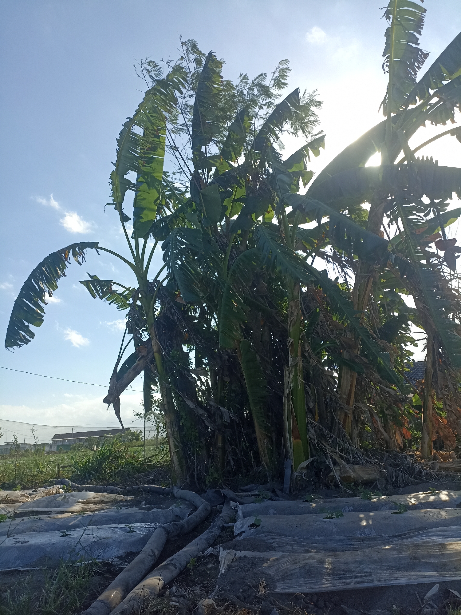 The image depicts an outdoor scene in Pandanarum, Indonesia, likely a farm or agricultural area, under a bright, partially cloudy sky. In the foreground, several large banana trees dominate the frame, their broad, green leaves fanned out and some showing signs of wear, torn or dried. The trunks of the trees are visible, and dead leaves and debris are scattered around their bases. In front of the banana trees, a field is covered with translucent plastic sheeting, presumably for agricultural purposes like mulching or protecting young plants. Several sections of dark, flexible tubing or pipes are laid out on the ground, possibly for irrigation. In the mid-ground, beyond the immediate planting beds, a larger structure with a white roof and netting is visible, suggesting a greenhouse or agricultural building. Further in the background, a small, dark roof of a building can be seen peeking through the foliage. The overall impression is of a sun-drenched, rural environment focused on plant cultivation.