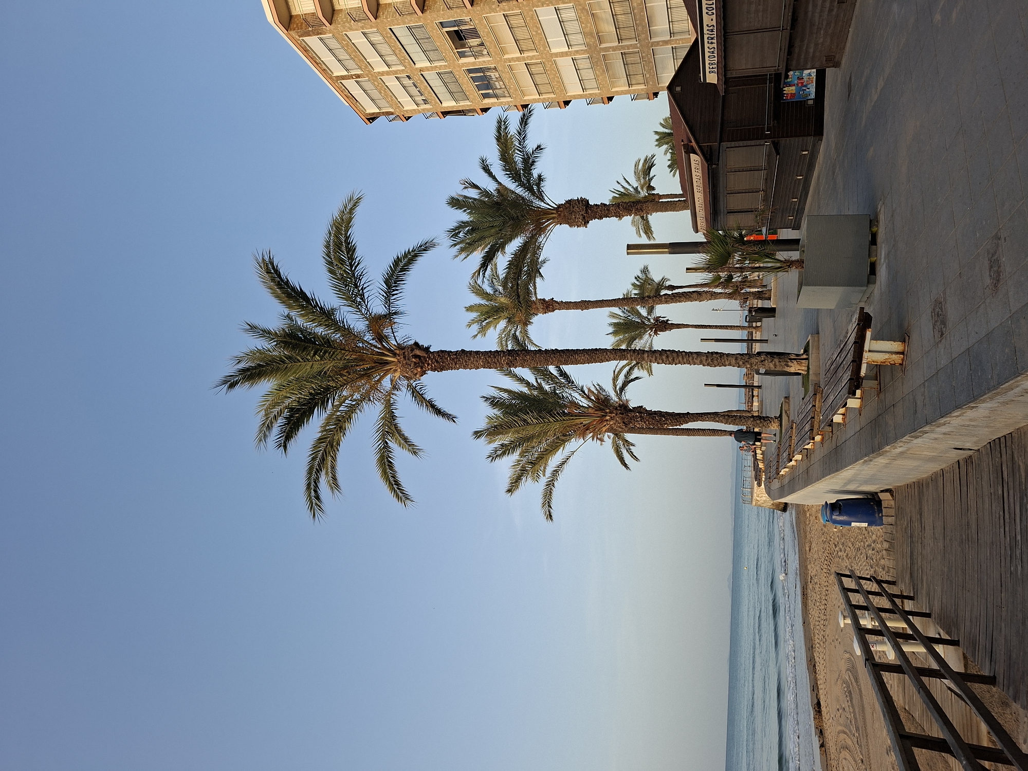 The image depicts a beachside promenade in Torrevieja, Spain. The scene is dominated by a clear blue sky and several tall palm trees lining a paved walkway. To the right, a multi-story building with a light-colored facade and numerous balconies is visible. In the foreground, a wooden walkway leads down to a sandy beach where gentle waves are breaking. A few wooden benches are placed along the promenade, and a blue trash receptacle is situated near the entrance to the beach walkway. Several small wooden kiosks are also present, with signage indicating they sell tobacco and cold drinks. A single person is walking on the promenade in the distance. The overall atmosphere is serene and coastal.