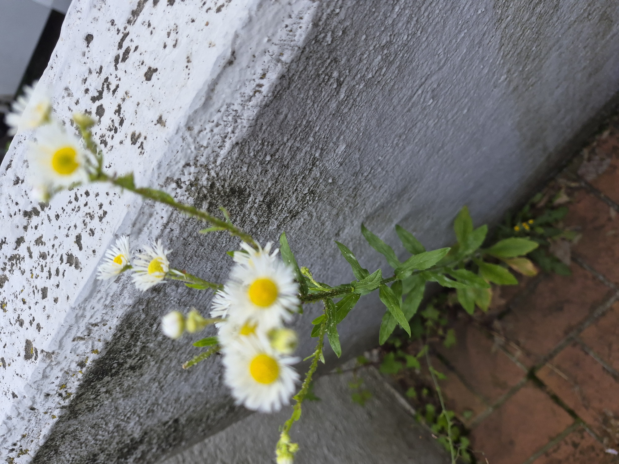 A cluster of small white flowers with yellow centers are in focus in the foreground of the image. The flowers are growing from a green stalk with leaves. In the background, a textured gray wall with white specks runs diagonally from the bottom left to the top right of the frame. The ground in the lower left corner is made of red brick pavers. The scene appears to be outdoors, possibly in a garden or along a building.