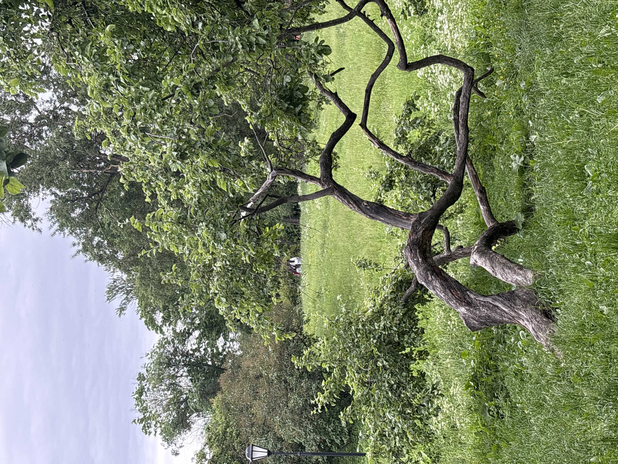 The image depicts a park scene in Saint Petersburg, Russia, under an overcast sky. In the foreground, a gnarled, leafless tree trunk lies at an angle in a lush green field dotted with small white wildflowers. The trunk is thick and weathered, with twisting branches extending upwards and outwards. Behind this tree, a vibrant green field stretches into the middle ground, where a lamppost stands to the left. Further back, a group of people can be seen on the grassy slope, appearing to be walking or standing. Dense foliage and trees form the backdrop, with a variety of green hues indicating different types of vegetation. The overall impression is one of a serene, natural setting within an urban environment.