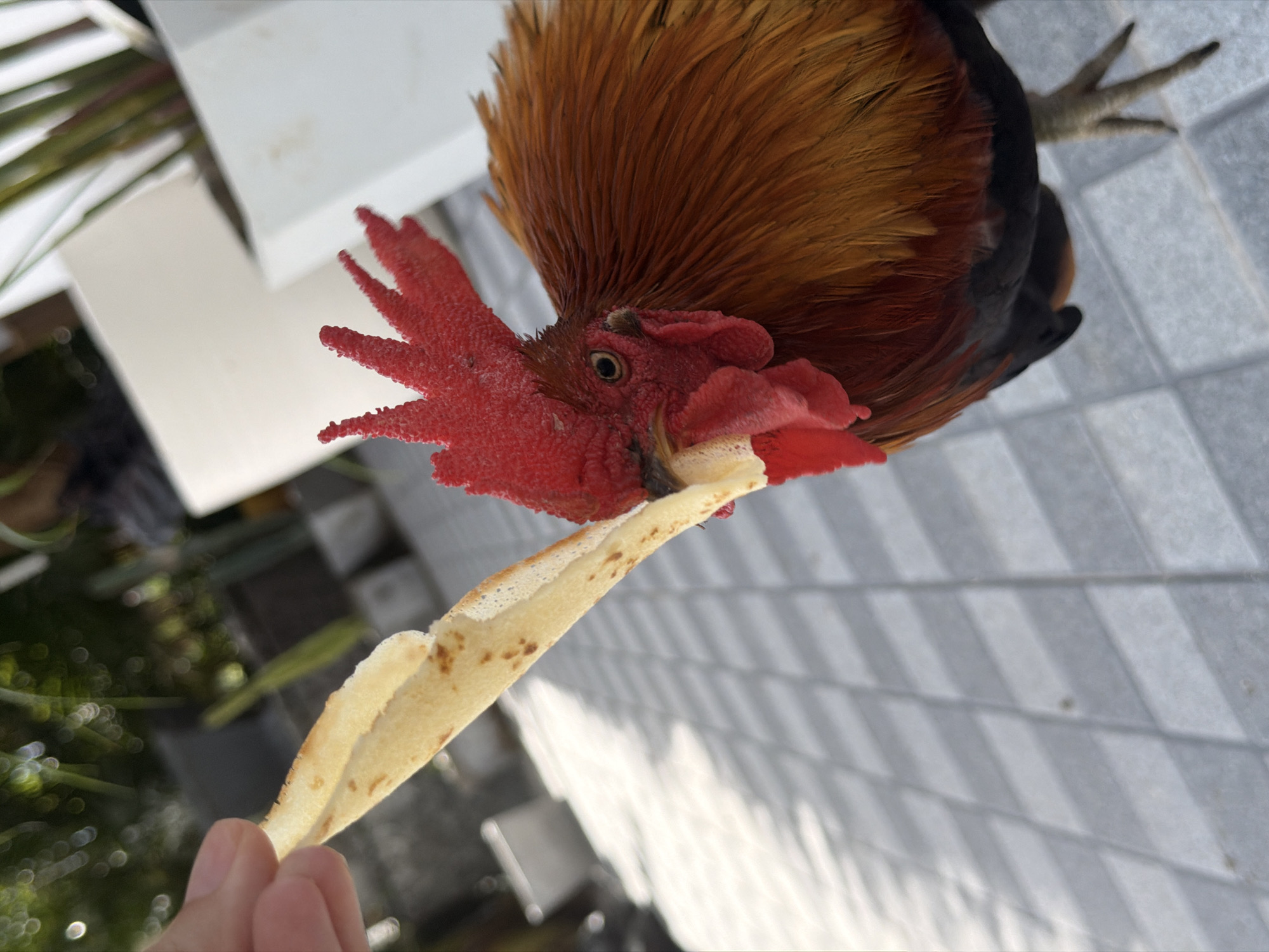 An extreme close-up shot shows a rooster being fed a piece of food, possibly a pancake, from a person's hand. The rooster's head, with its vibrant red comb and wattles, is in focus, and it is pecking at the food. The background is blurred, showing a paved outdoor area with geometric patterns, and large white planters with green plants, suggesting a well-maintained outdoor space. The lighting indicates it is daytime, with shadows cast on the paving. The scene is likely in Ko Samui District, Thailand, given the tropical foliage and general aesthetic.