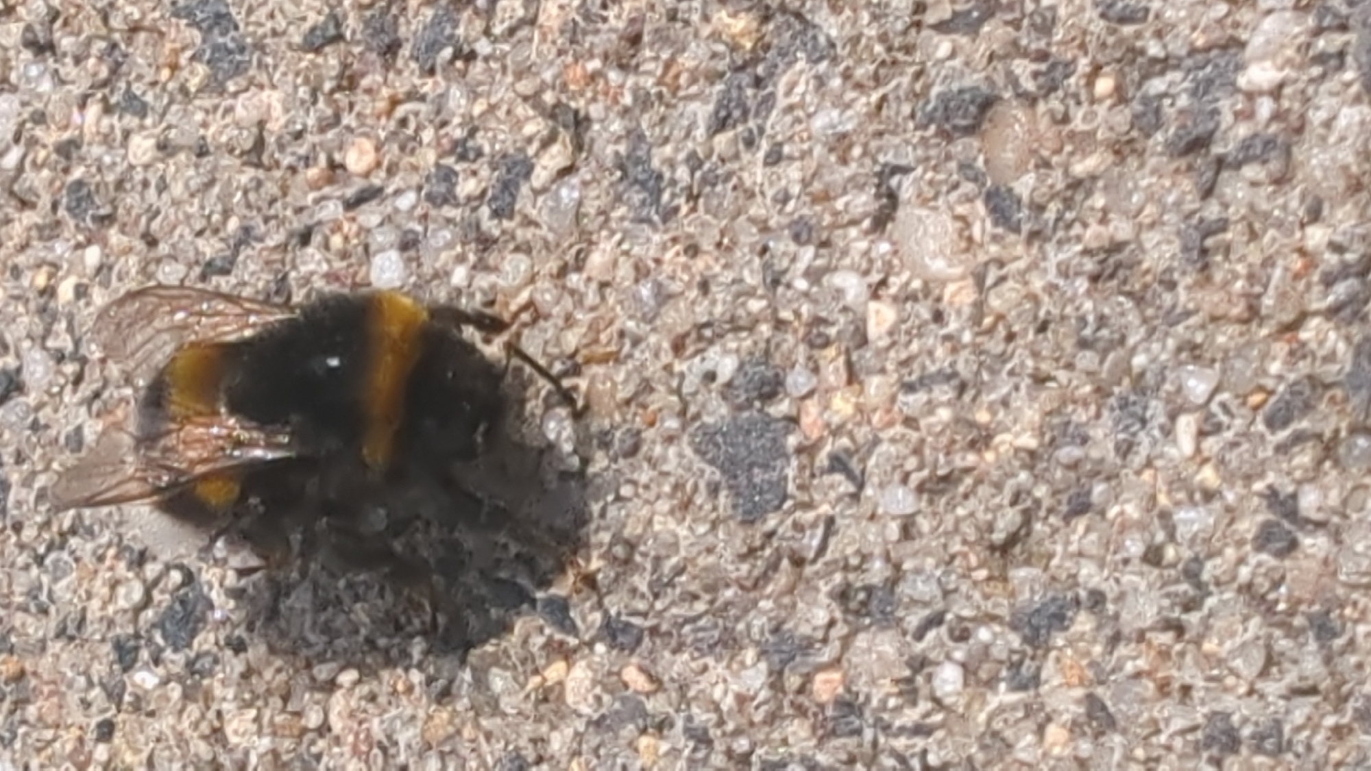 A bumblebee is shown from a top-down perspective on a coarse, granular surface, possibly asphalt or concrete. The bumblebee is fuzzy and black with distinct yellow bands across its abdomen and thorax. Its wings are visible, appearing translucent and slightly iridescent. The background consists of small, varied-colored stones and pebbles embedded in a darker matrix, with some areas appearing wet or reflective. There are no other living organisms or human-made objects clearly visible in the immediate vicinity. The lighting suggests it is daytime with direct sunlight, casting subtle shadows. There is no information in the image to identify its location in Ostend, Germany.