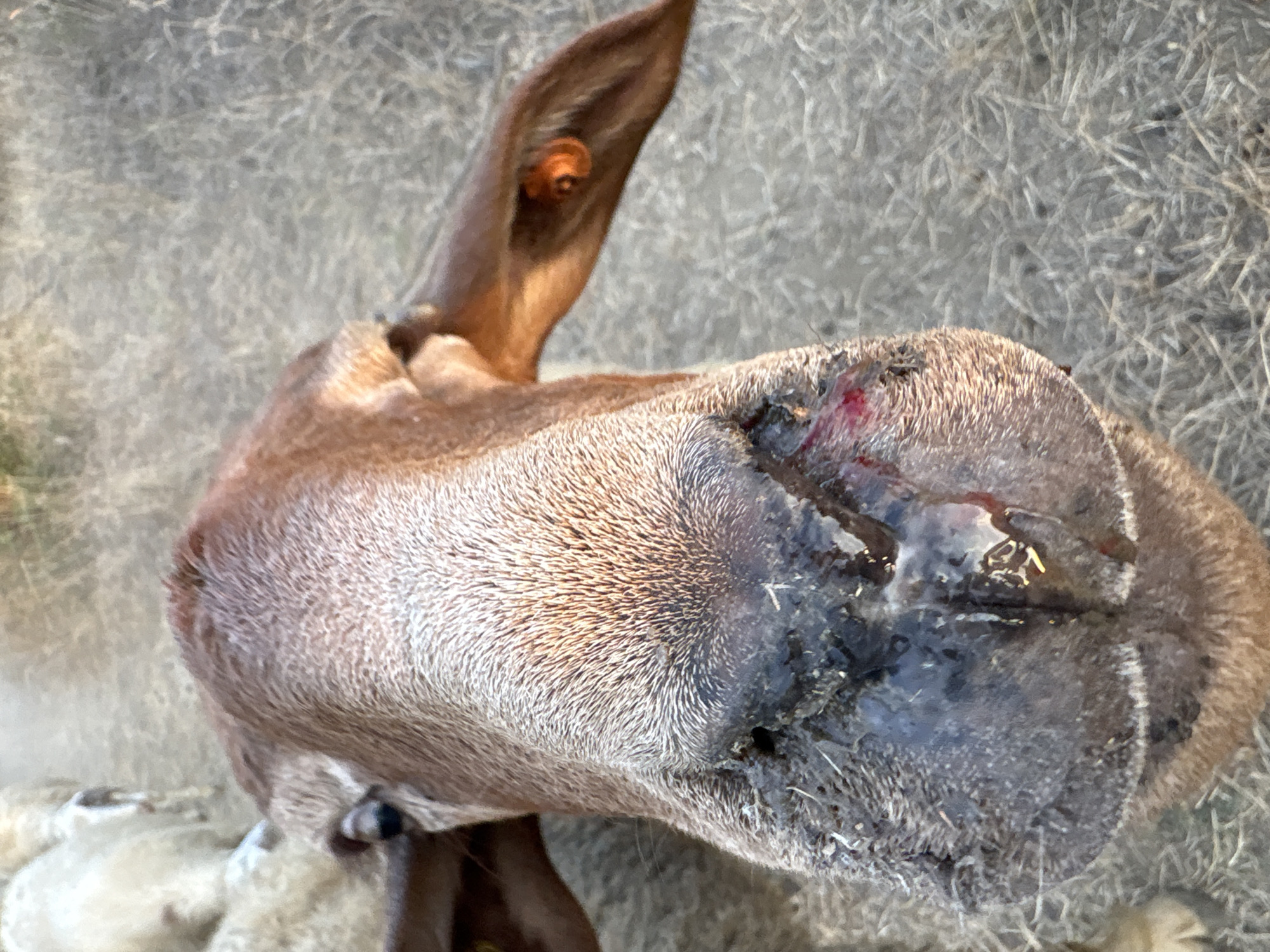 A close-up, eye-level shot features the head of a brown sheep in the foreground. The sheep's face is dominated by its large, wet nose, which appears to be covered in dirt and has a small amount of blood on it. The sheep's eyes are visible, with one eye partially obscured by its head. Its ears are long and brown, with an orange tag visible in the right ear. The sheep's fur is a mix of brown and white. In the background, other sheep are visible, mostly out of focus. The ground is covered in dry grass and dirt. The scene appears to be outdoors, possibly in a rural or farm setting. This image was taken in Tankovo, Bulgaria.