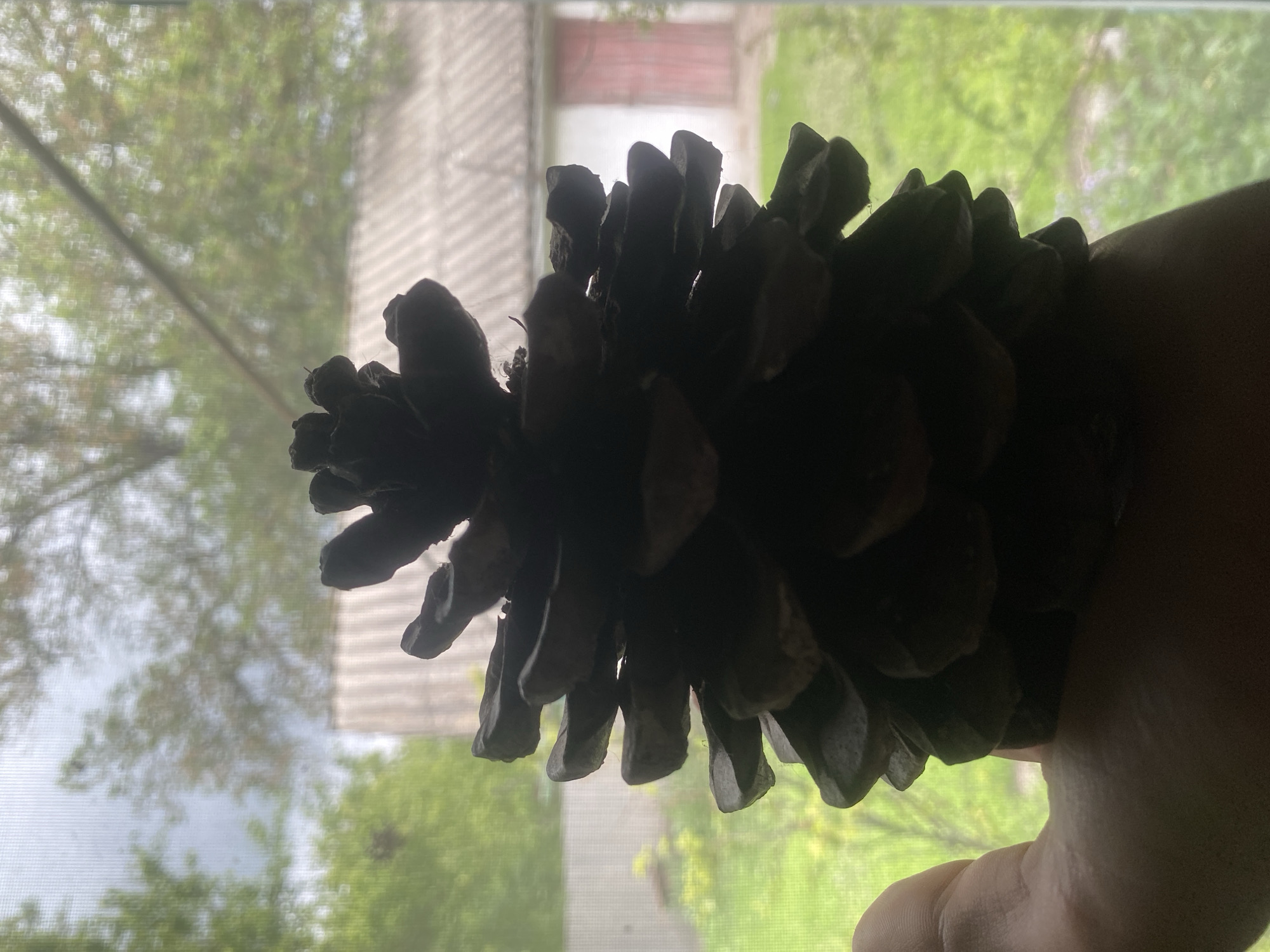 A person is holding a large pine cone against a backdrop of a window screen, with an exterior view of foliage and buildings. The pine cone is prominently silhouetted against the brighter background. The external environment includes green trees and a building with a pitched roof, possibly a shed or house. The exact location in Ustyvytsia, Ukraine, cannot be determined from this image. No interactions or specific actions are visible beyond the holding of the pine cone.