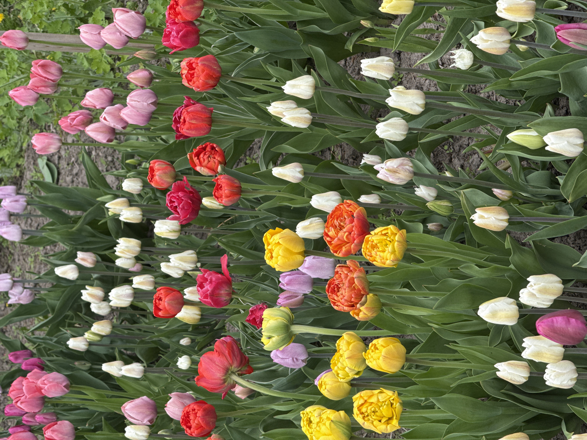The image depicts rows of tulips in various colors: pink, red, white, yellow, and orange. The tulips are in bloom, with some still partially closed. The green leaves of the tulips are visible alongside the flowers. The ground between the rows appears to be soil. In the top left corner, there is a patch of green grass. The location is implied to be Sapronovo, Russia, based on the user's prompt.