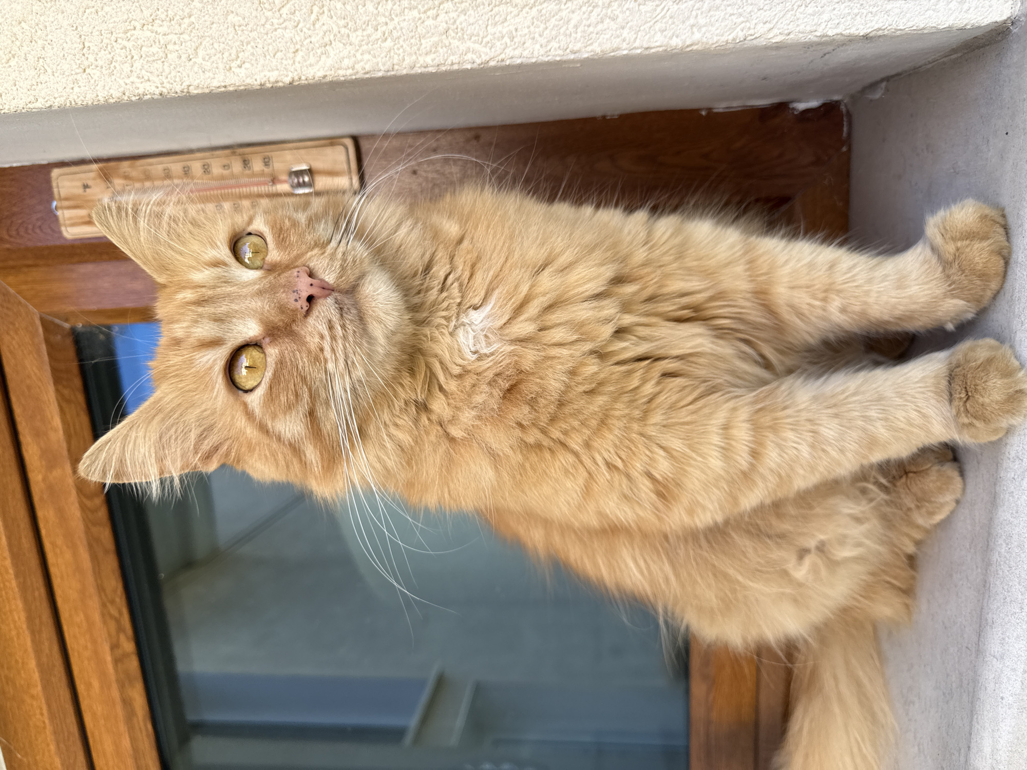 A medium-shot of an orange cat is seen in a doorway in Berkovitsa, Bulgaria. The cat is positioned between a wall and door, looking upward at the camera. The cat is in a seated position. The outdoor temperature reads 10 degrees Celsius.