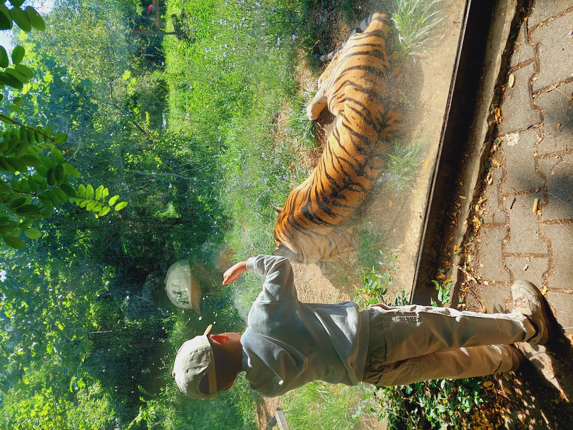 A young boy wearing a light-colored baseball cap, a gray hooded sweatshirt, and khaki pants stands on a paved walkway, looking through a glass enclosure at a tiger. The tiger, with prominent orange and black stripes, is lying on its side in a grassy enclosure. The background is lush with green trees and foliage, illuminated by sunlight. The scene appears to be a zoo, possibly the Sofia Zoo in Sofia, Bulgaria, given the context of the request. The boy's right hand is raised, as if interacting with the tiger or gesturing. Water droplets are visible on the glass in front of the boy.